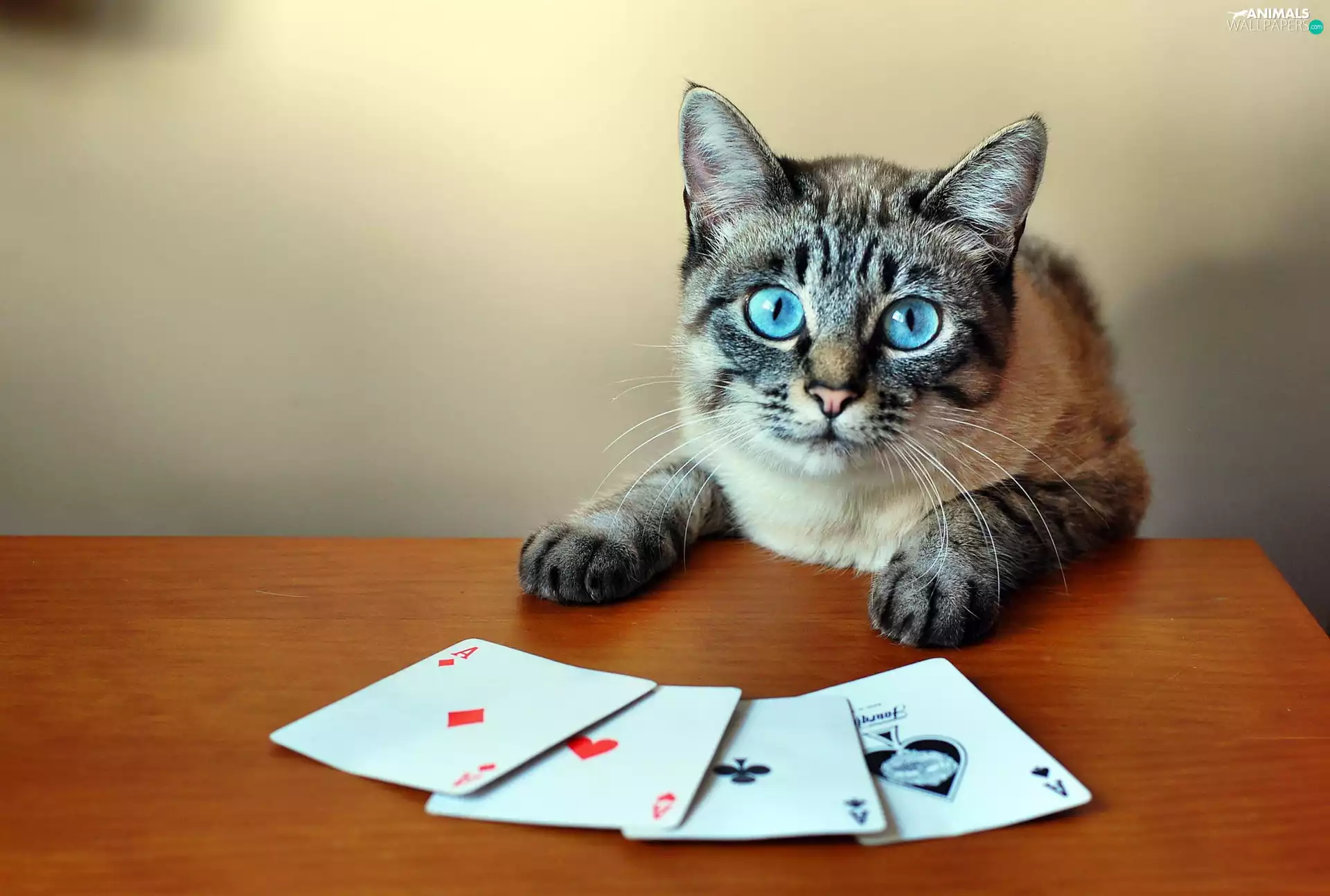 cat, Cards