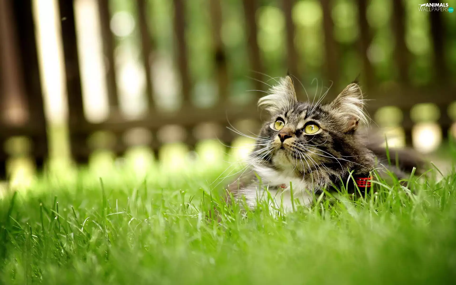 cat, Norwegian Forest Cat