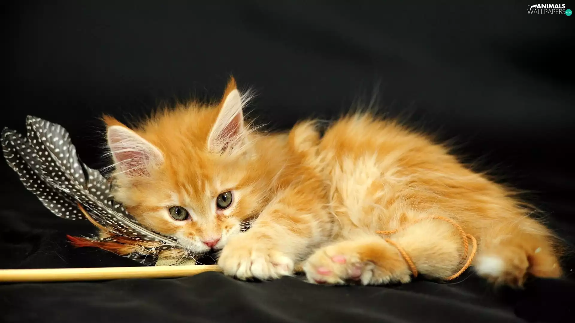 cat, Norwegian Forest Cat
