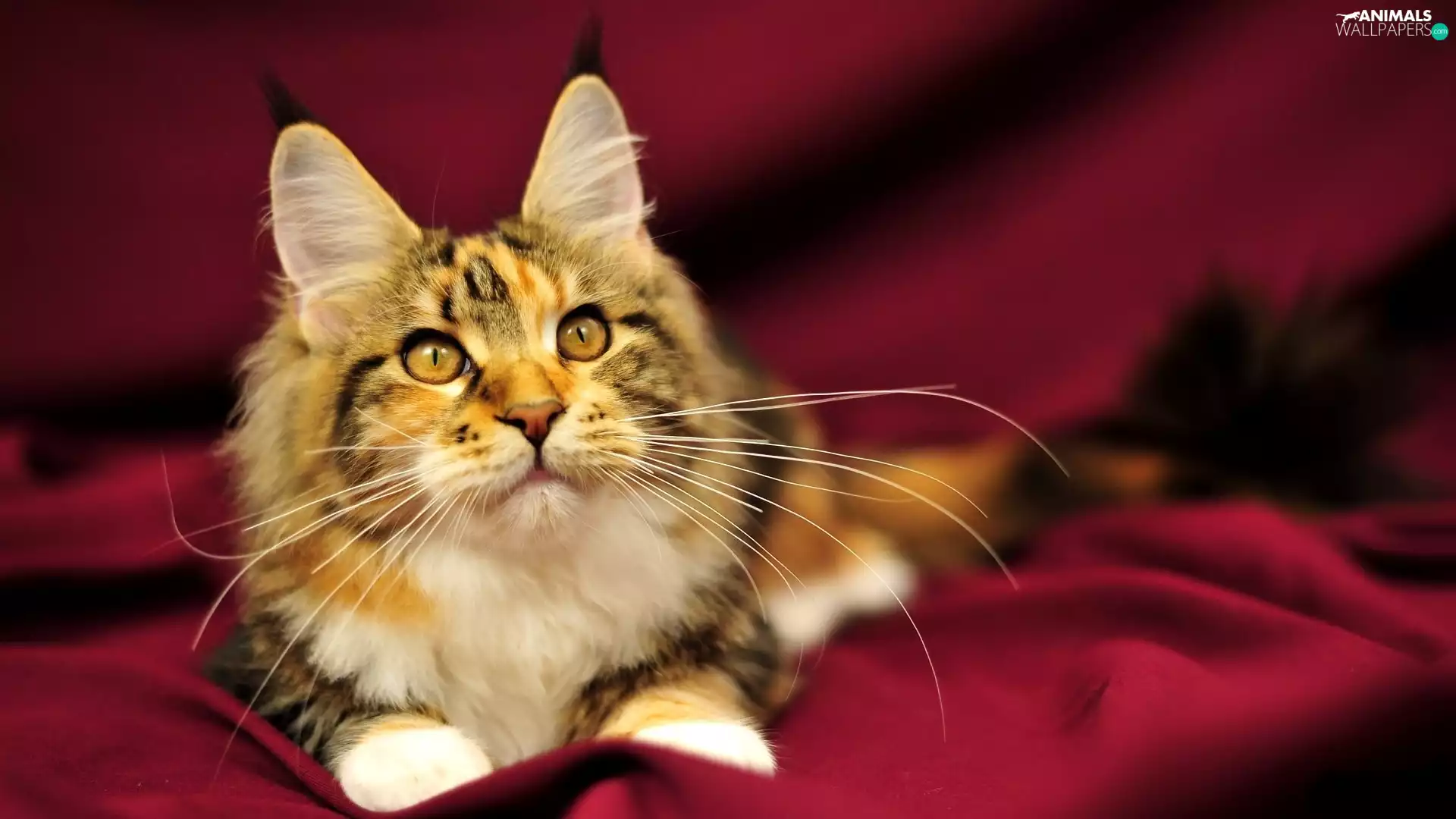 cat, Norwegian Forest Cat
