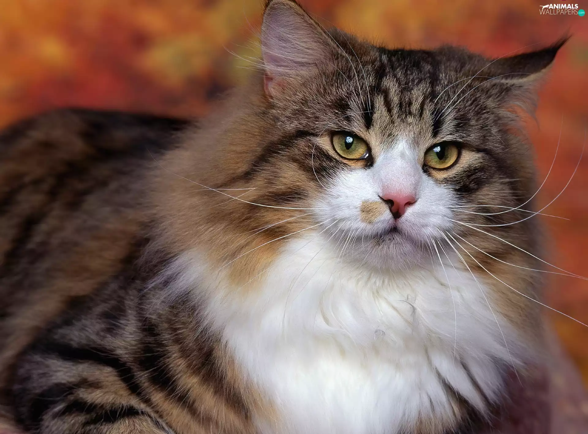 cat, Norwegian Forest Cat