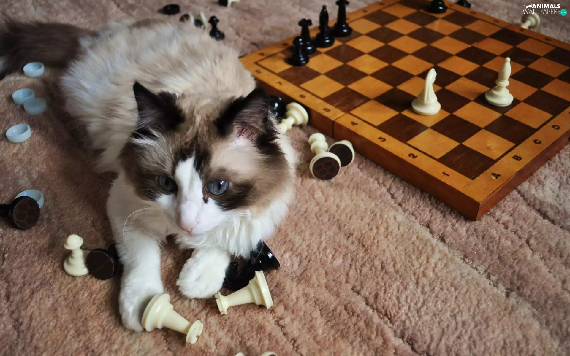 cat, chess