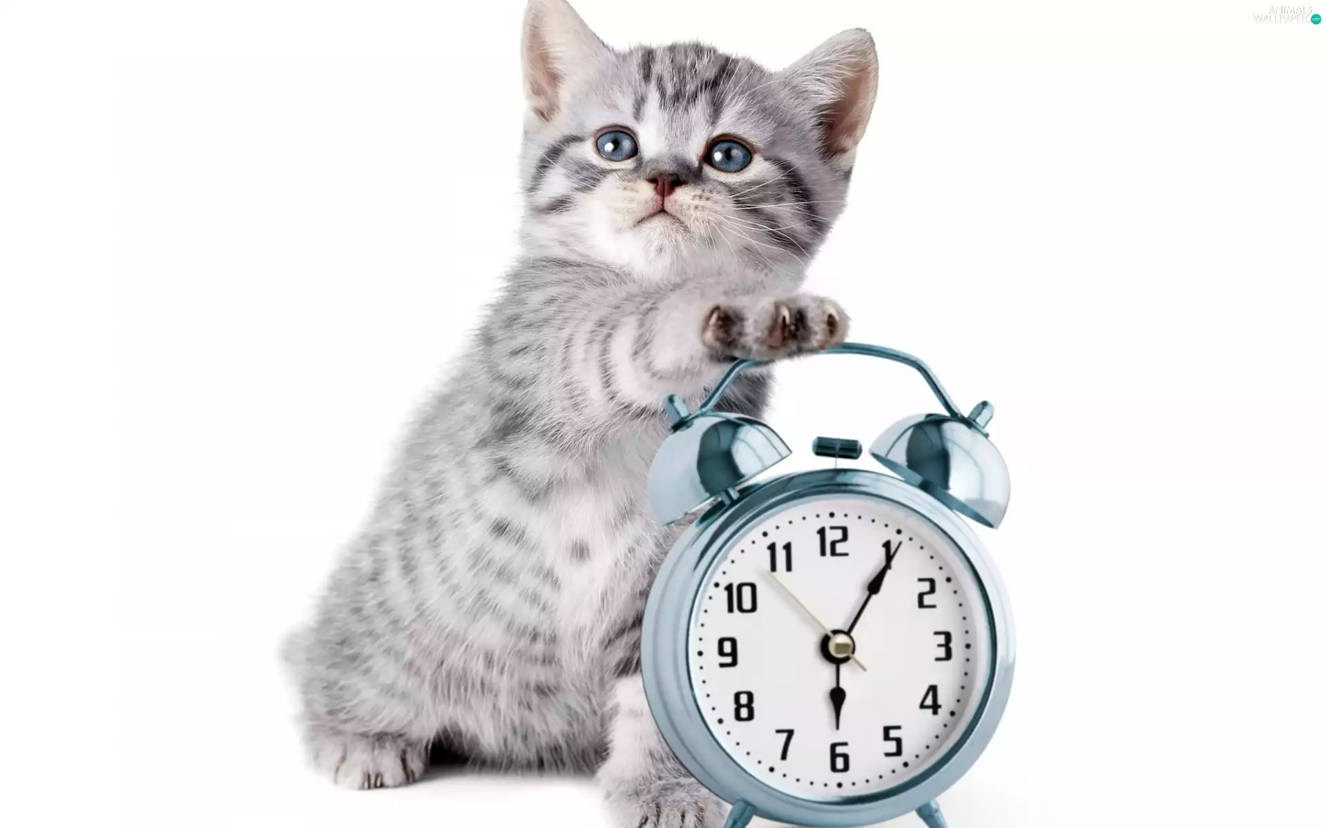 cat, alarm clock