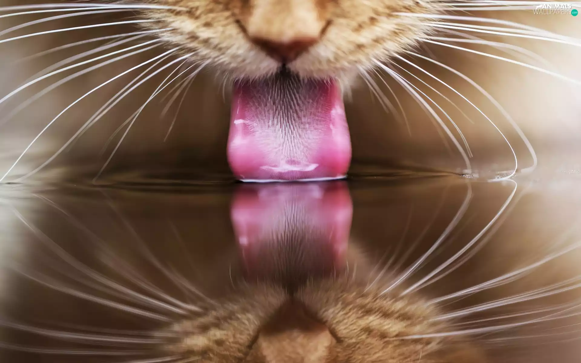 Close, Tounge, water, cat