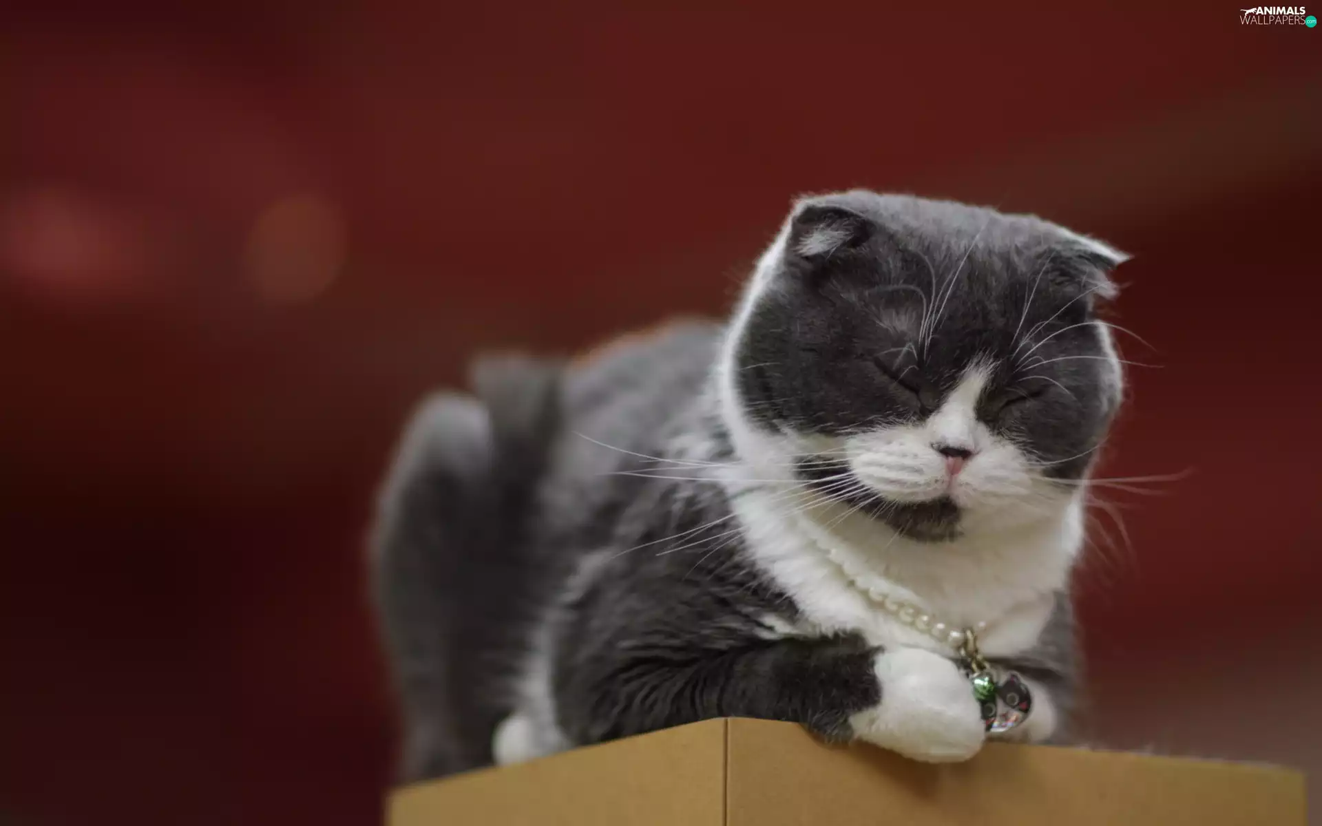 pearl, dog-collar, cat, Scottish Fold, sleepy