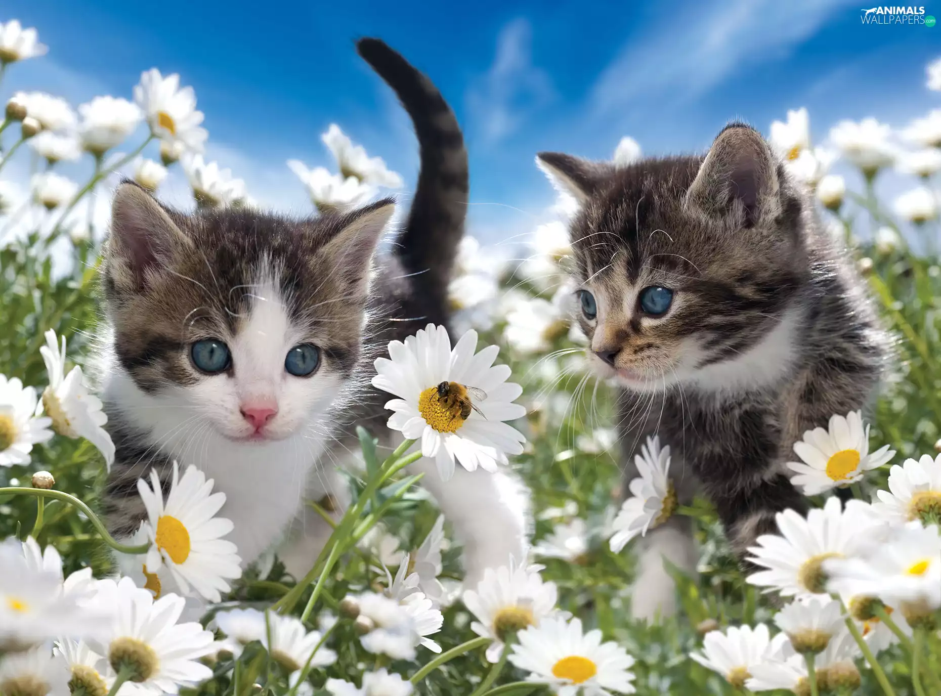 cat, daisies