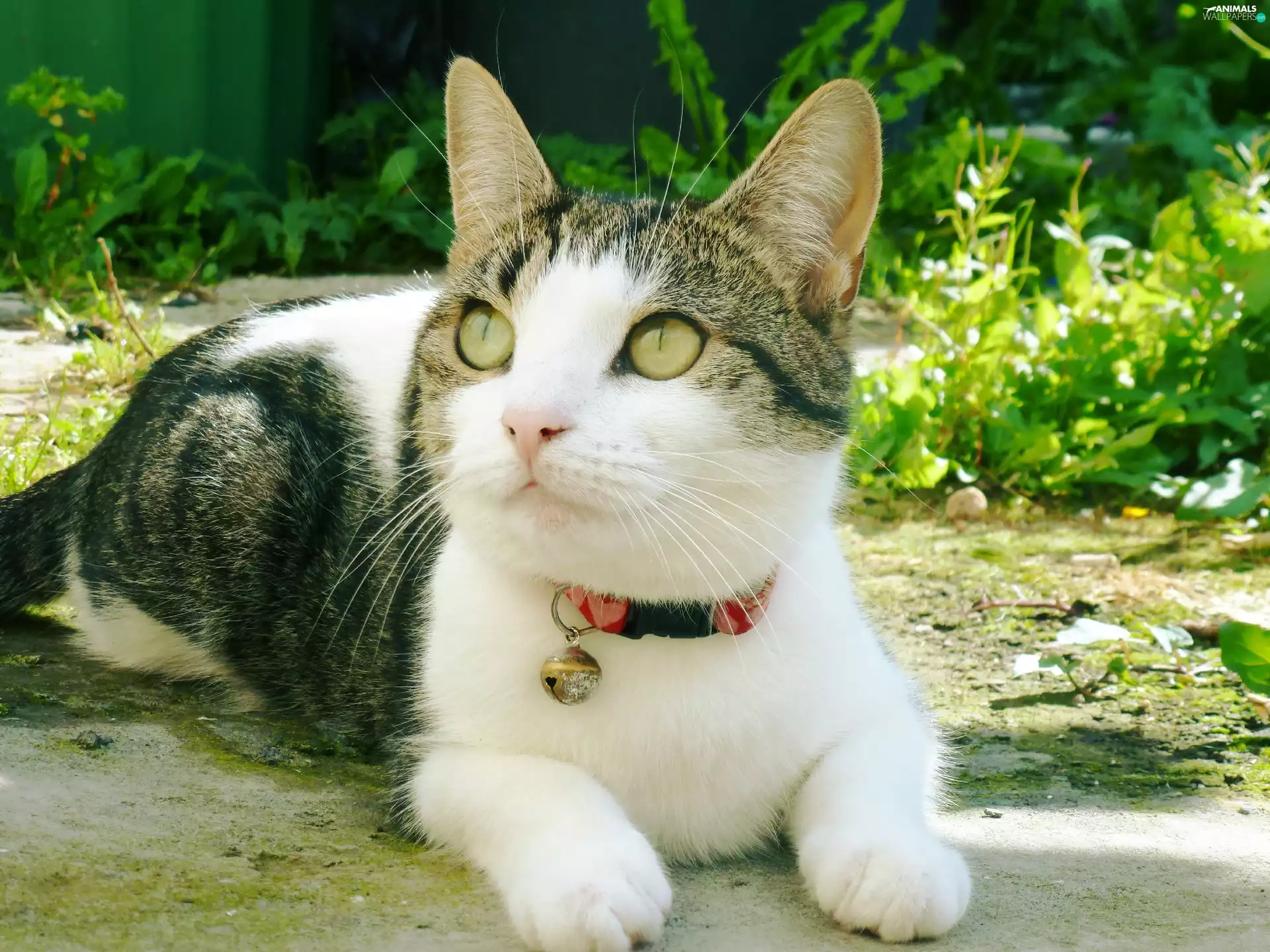 dog-collar, gazing, cat