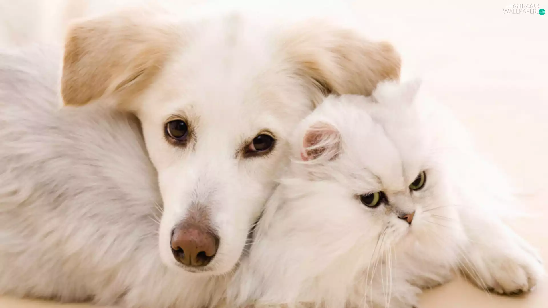 cat, White, dog