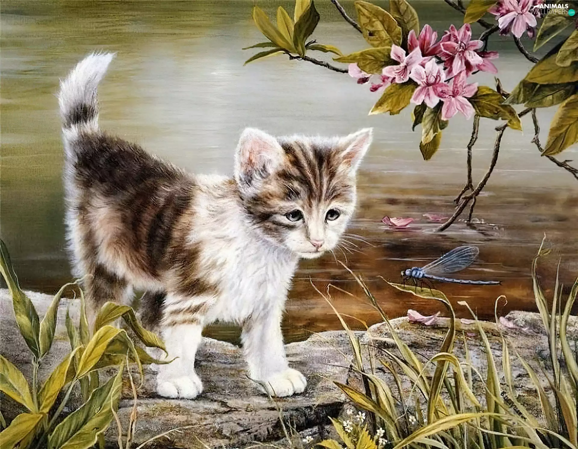 dragon-fly, small, cat