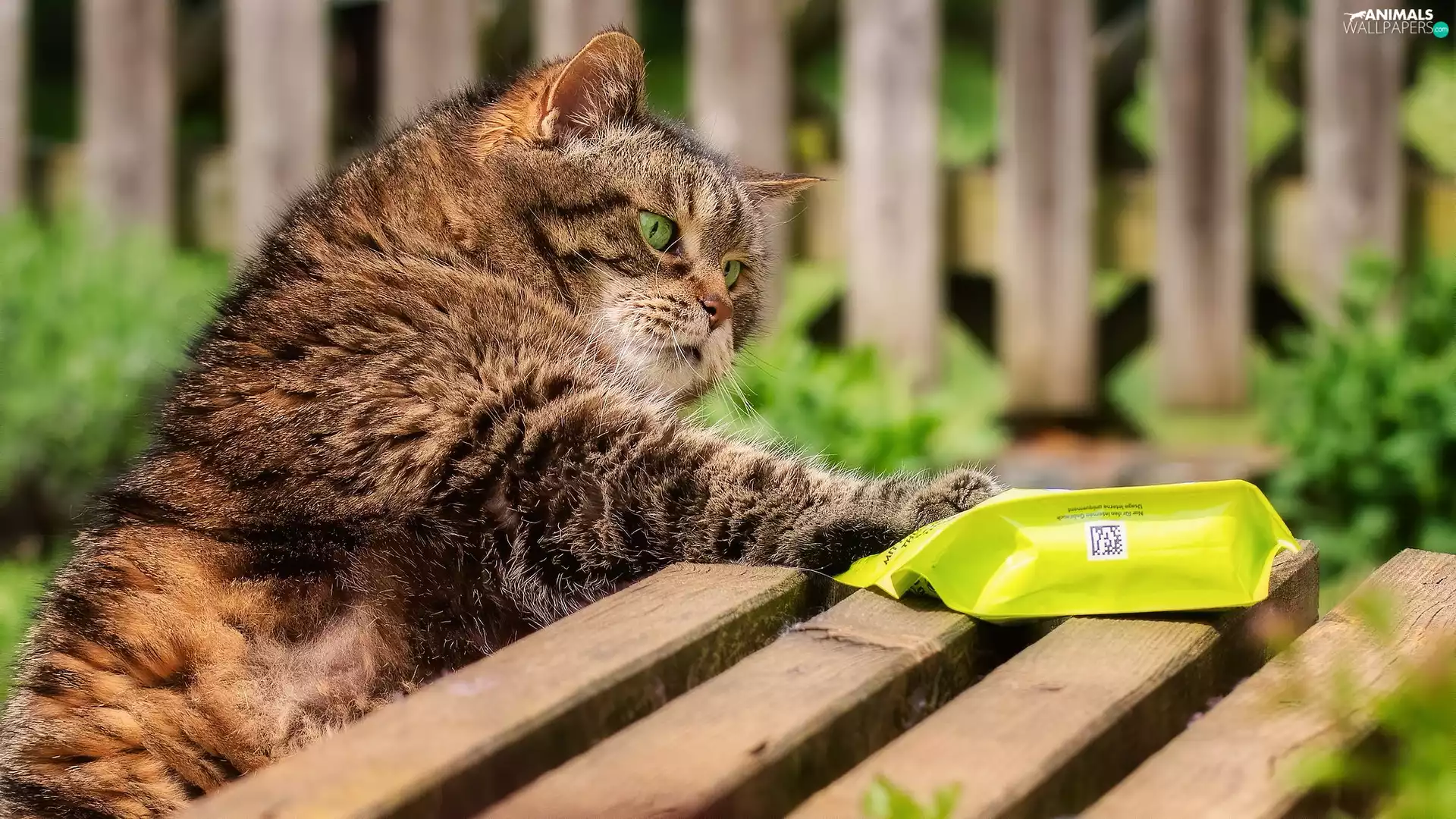 dun, Bench, delicacy, cat