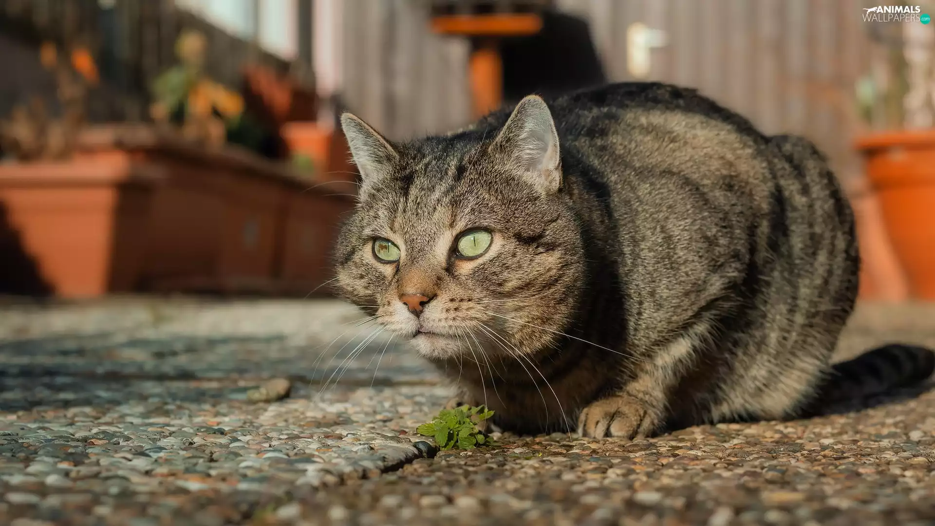 dun, Green-eyed, cat