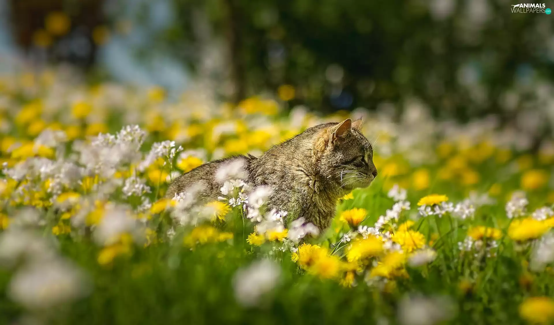 dun, Meadow, Flowers, cat
