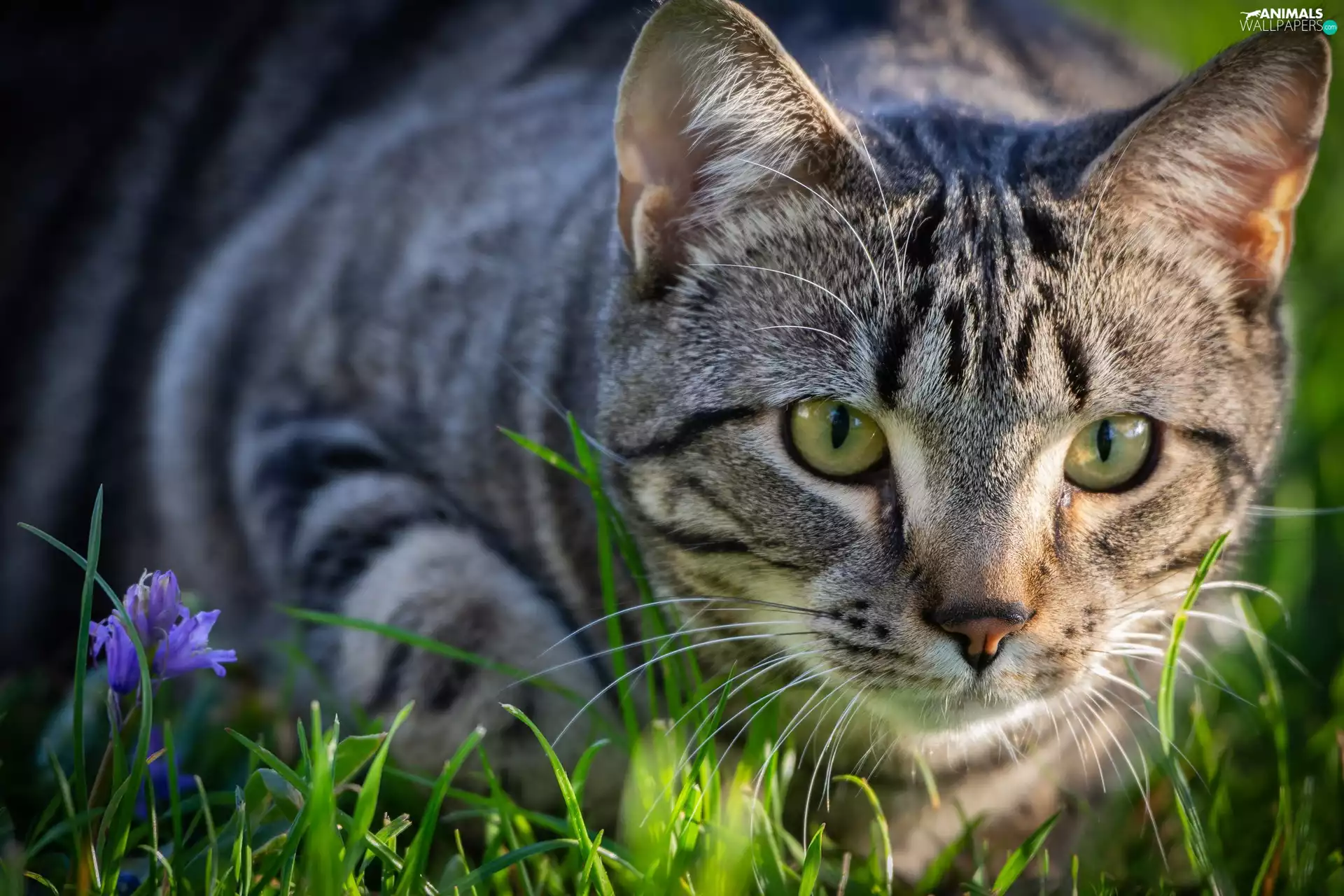 Violet, Colourfull Flowers, cat, grass, dun
