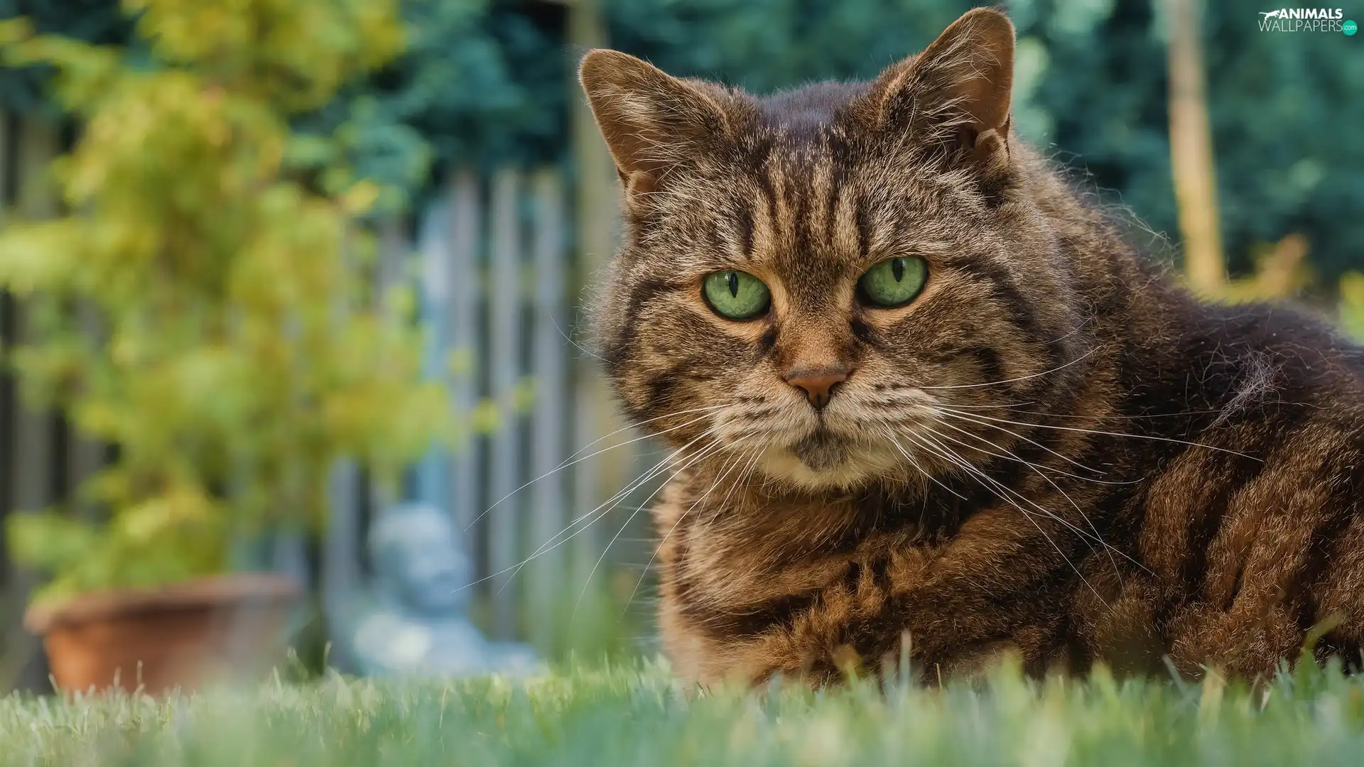 dun, grass, Garden, cat