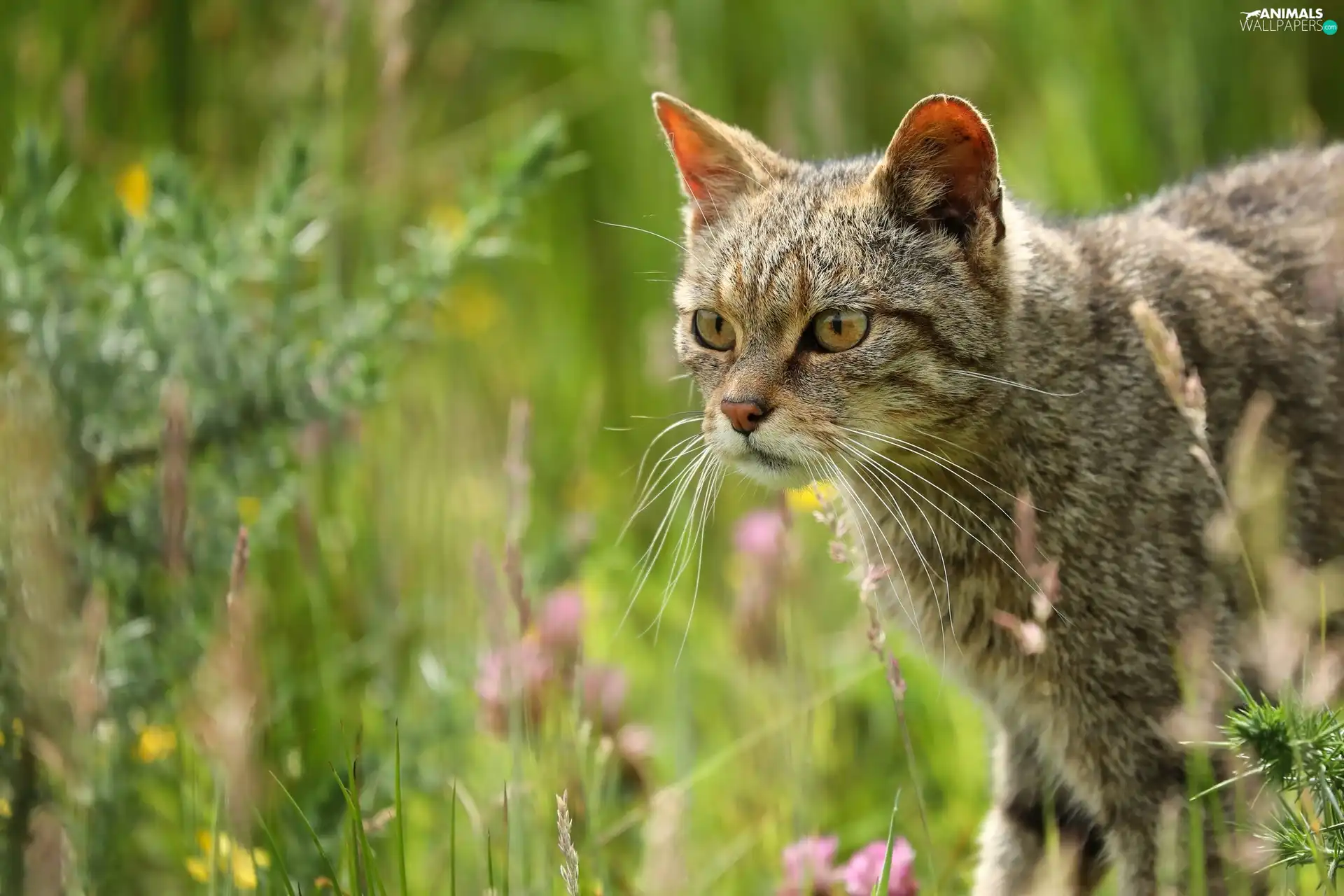 dun, grass, Plants, cat