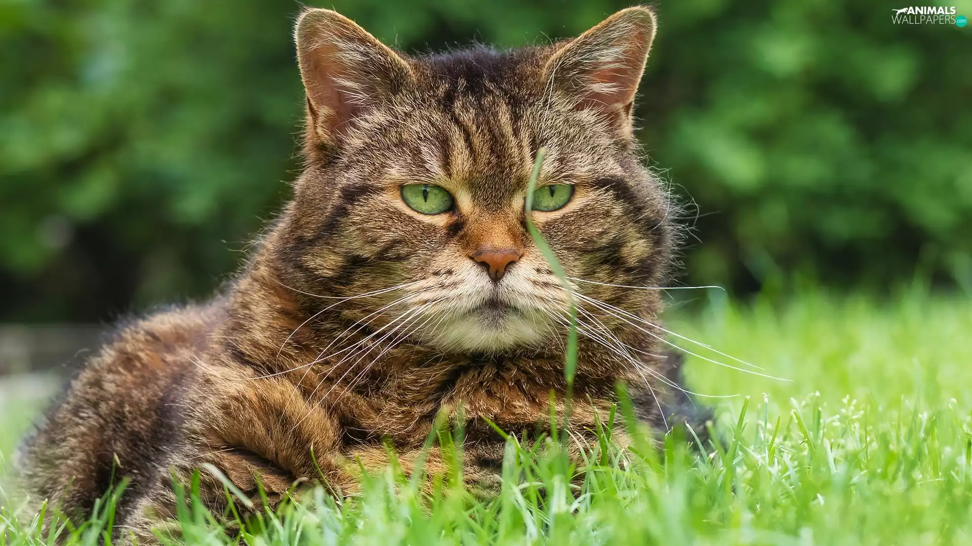 dun, grass, rapprochement, cat