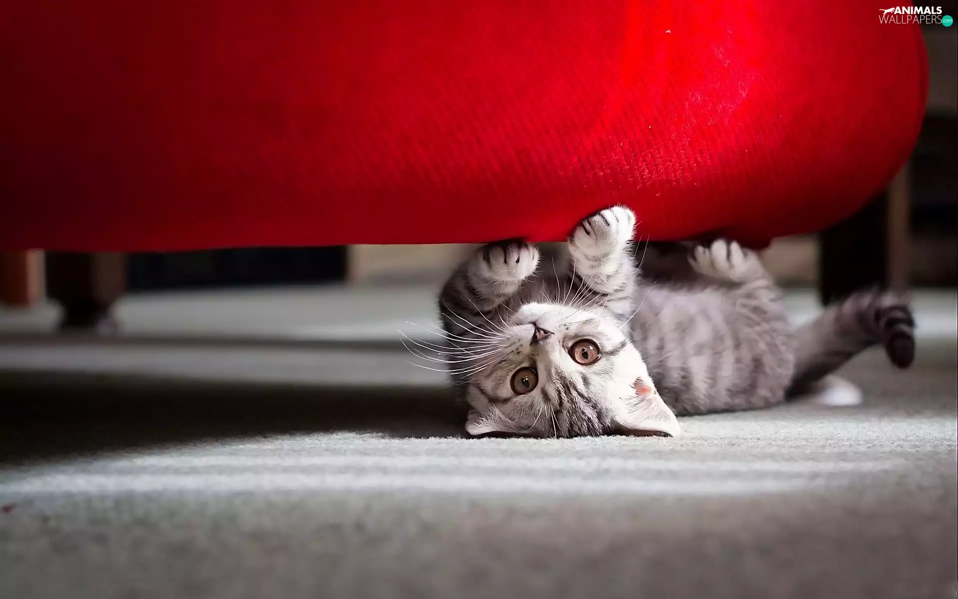 dun, under, sofa, cat