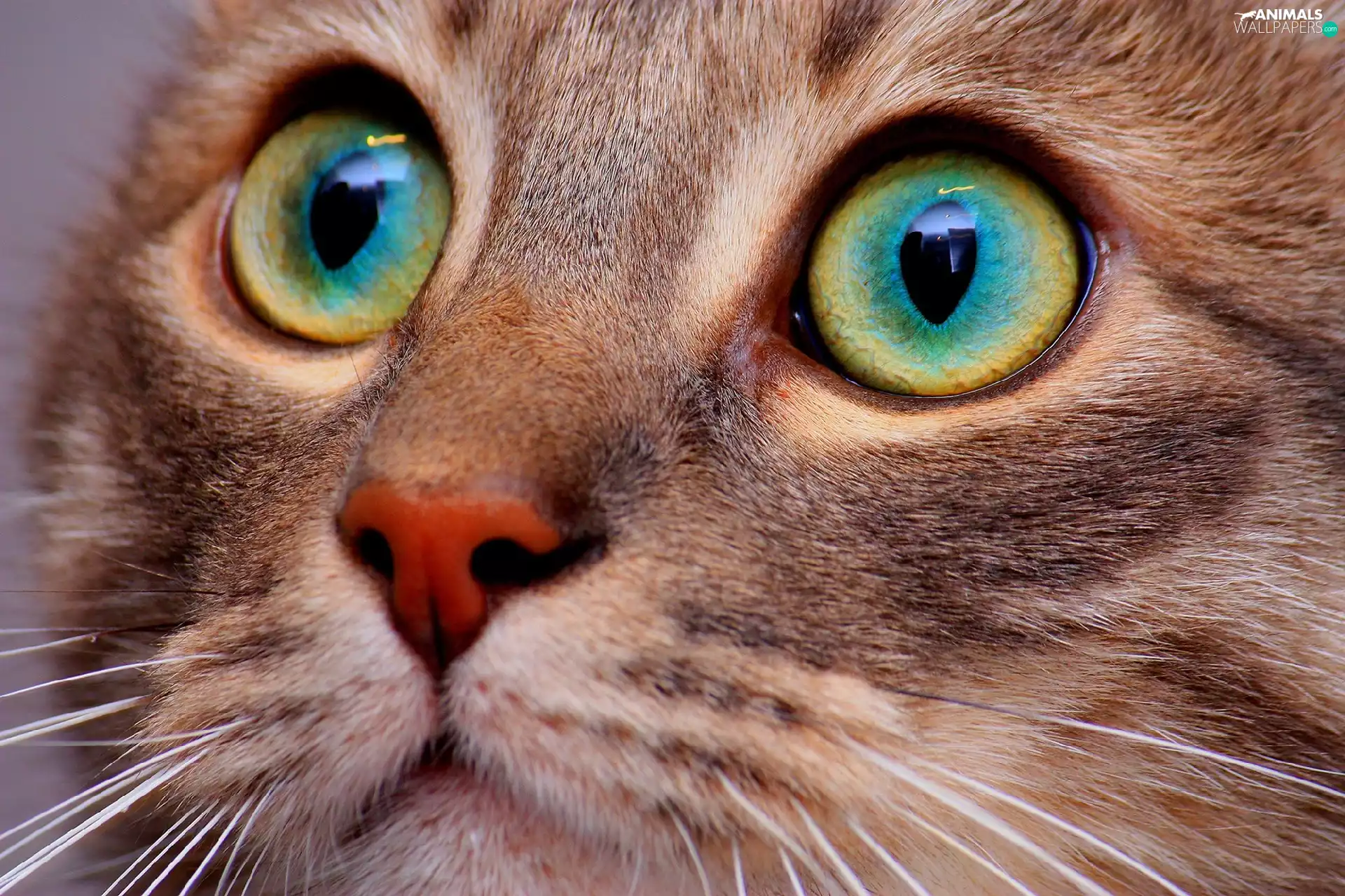 cat, Eyes