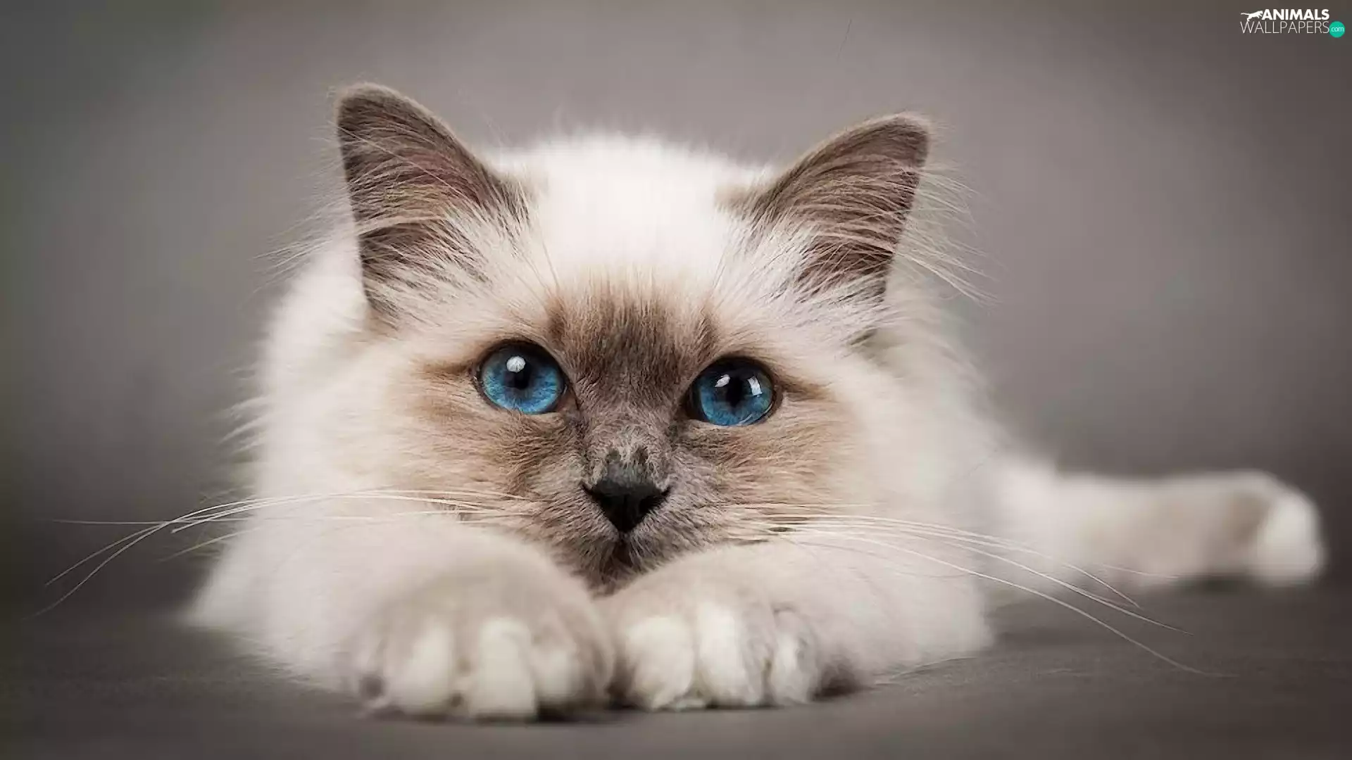 Siamese Cat, Eyes, rapprochement, Blue