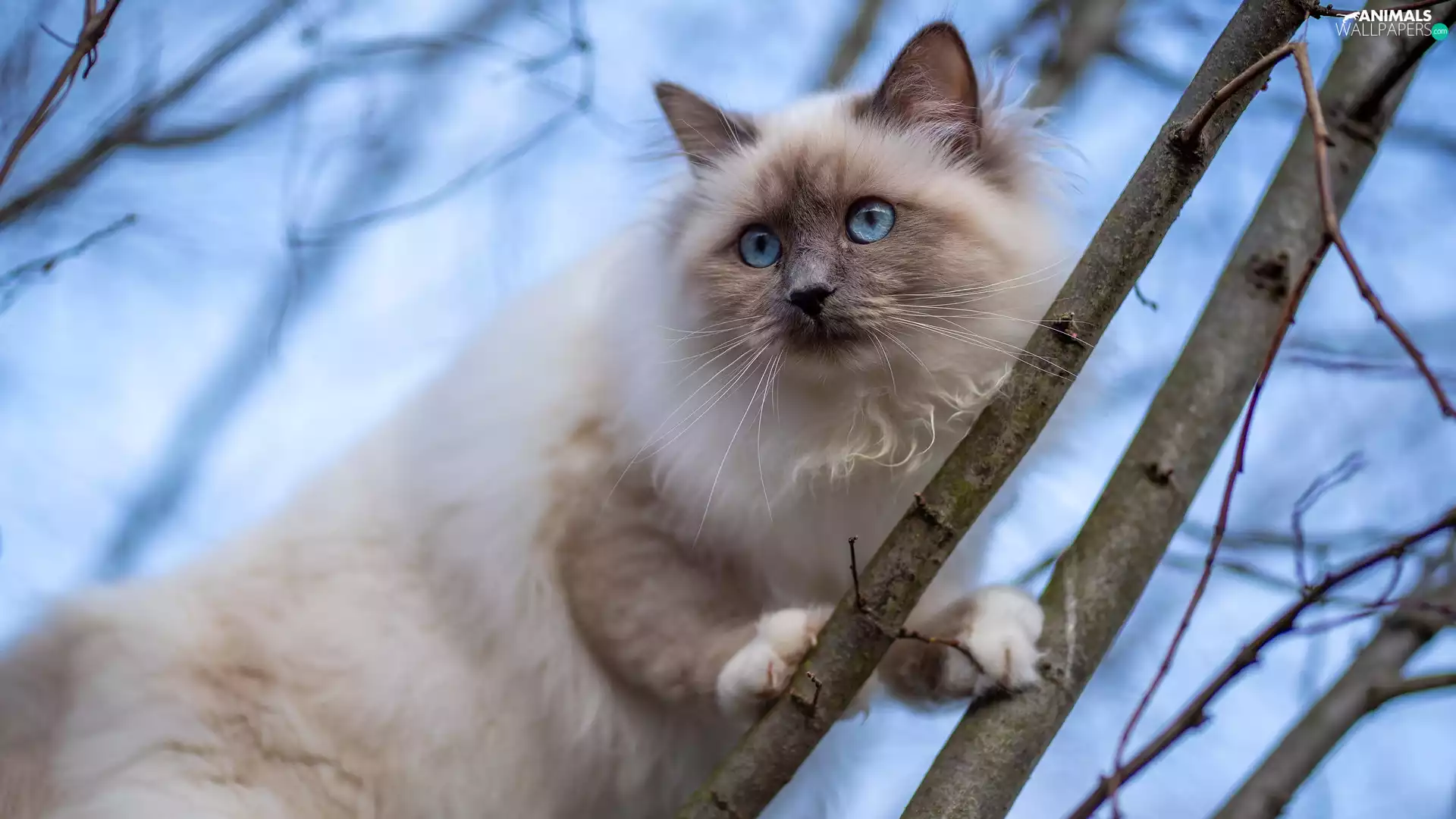 Burmese Cat, Eyes, Twigs, Blue