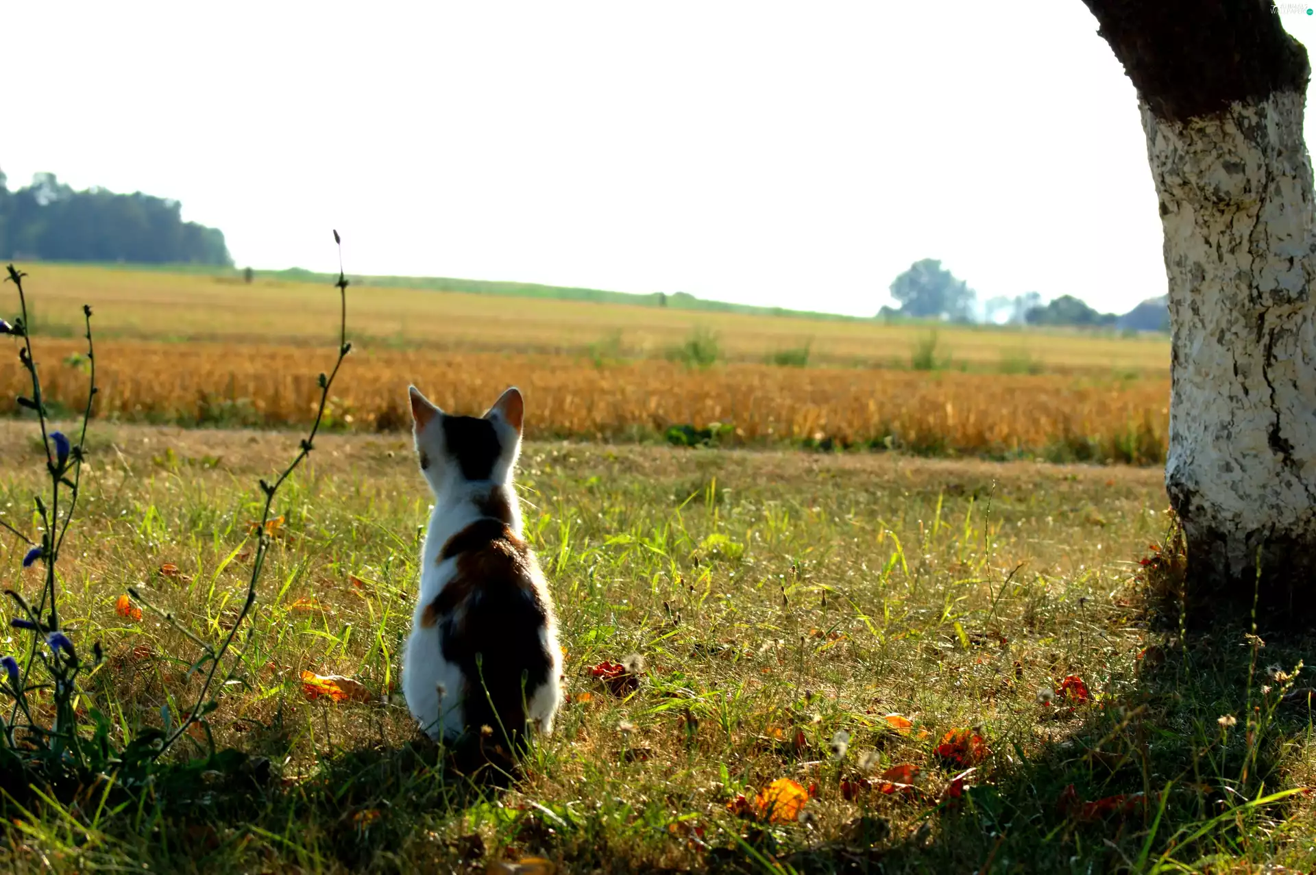 cat, Field