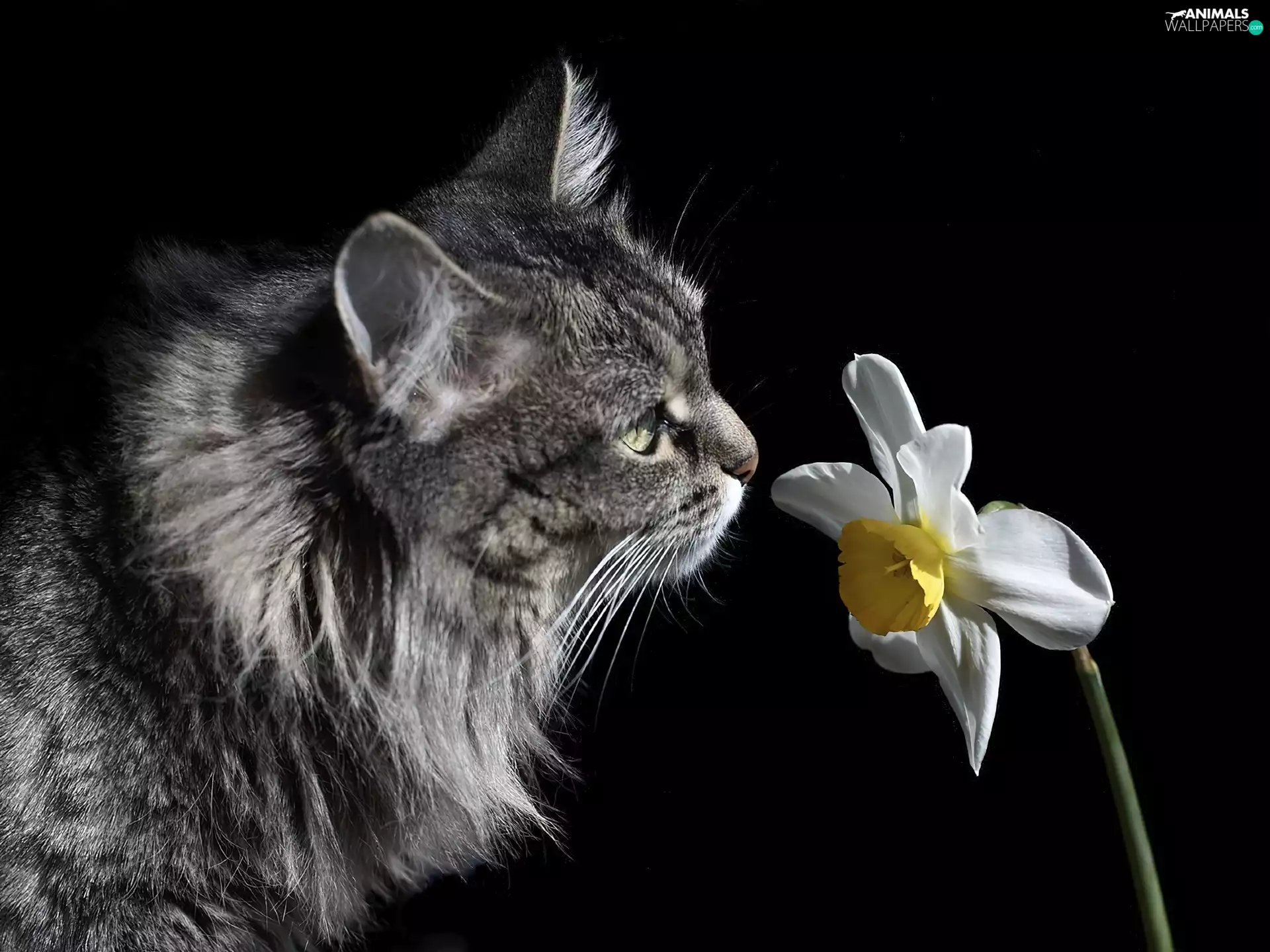 cat, Flower