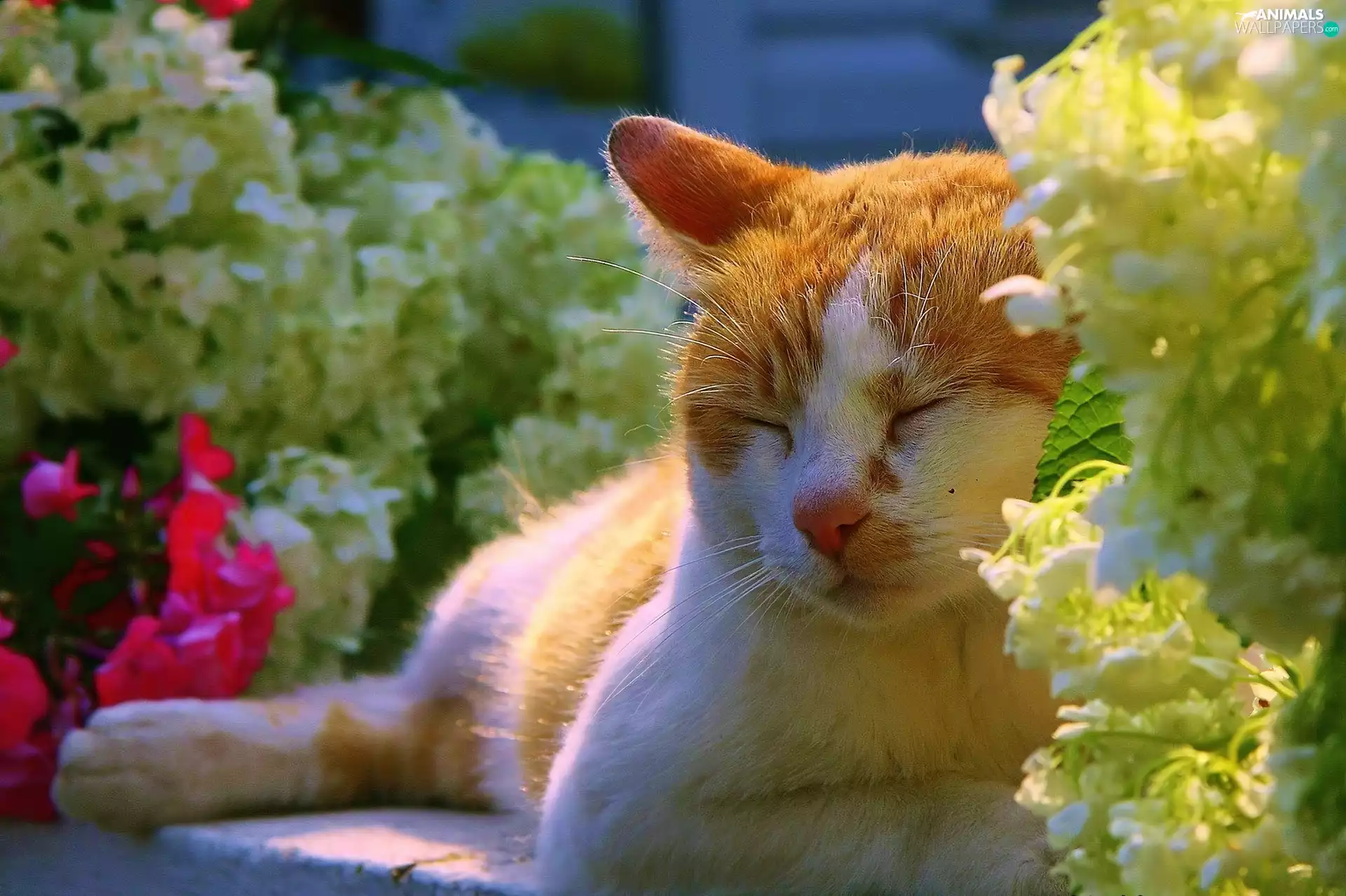 cat, Flowers