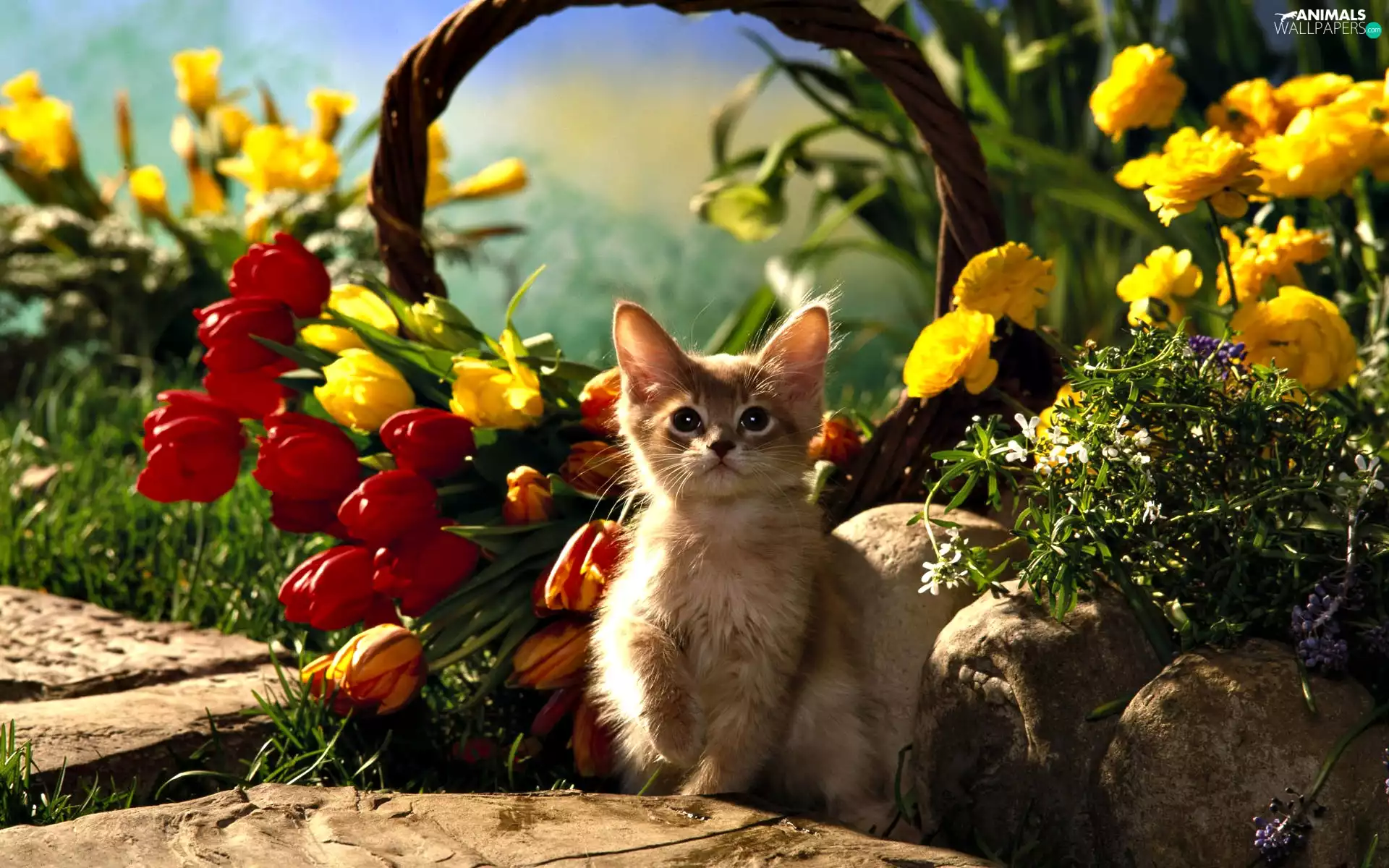 cat, Flowers