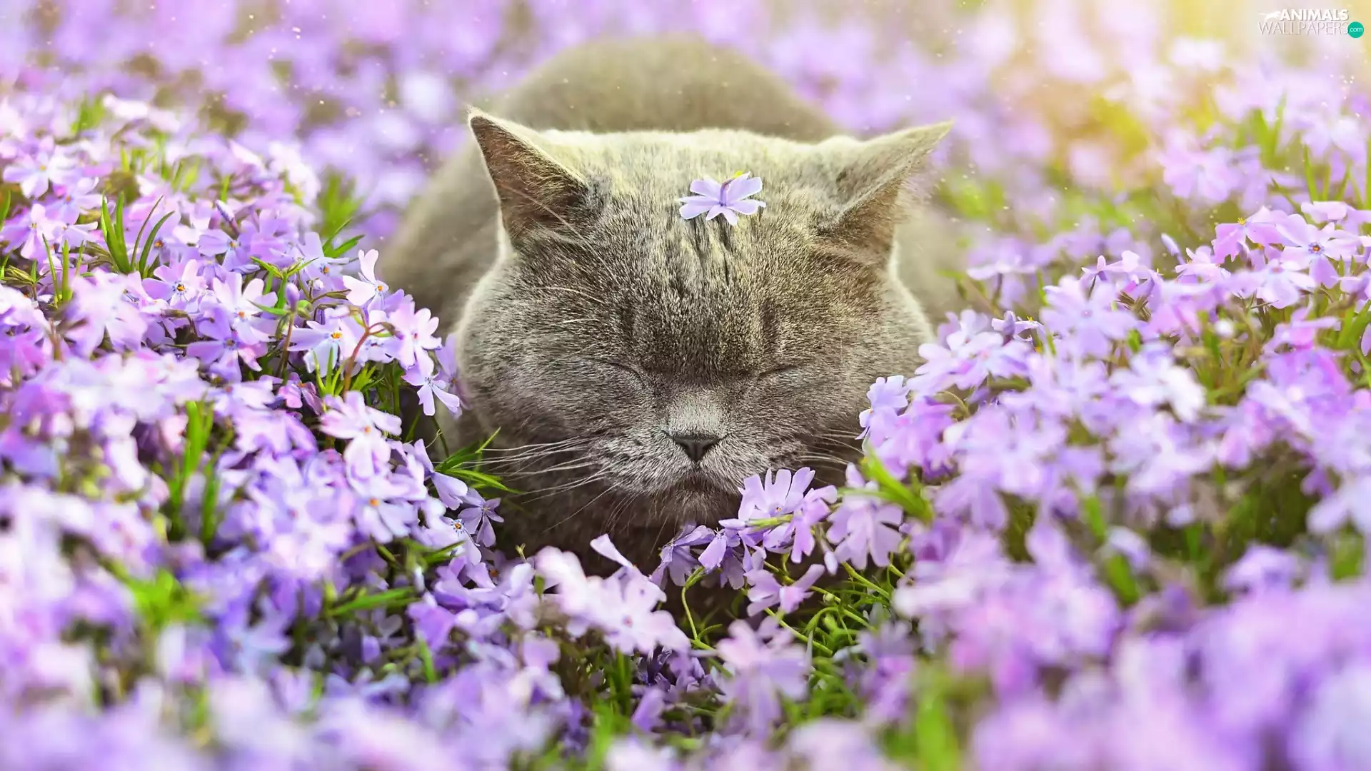 cat, Flowers