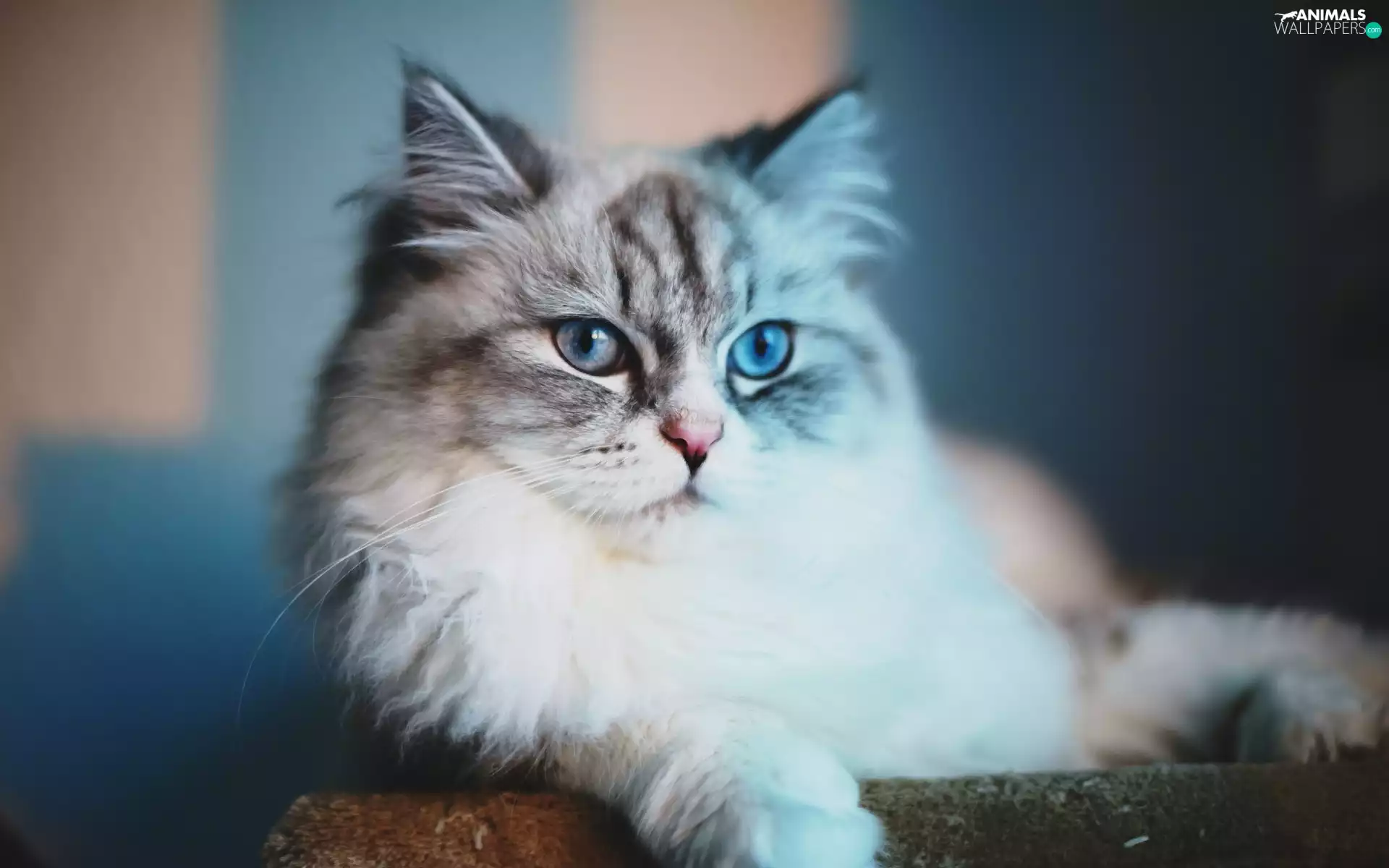 fluffy, Blue, Eyes, cat