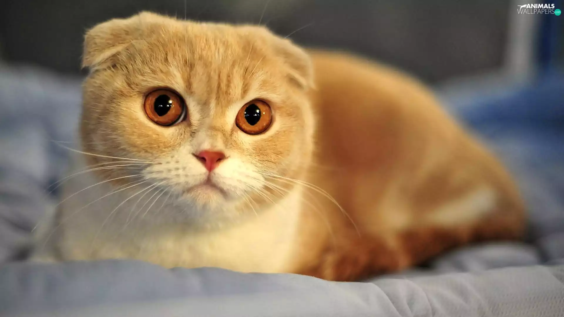cat, Scottish Fold