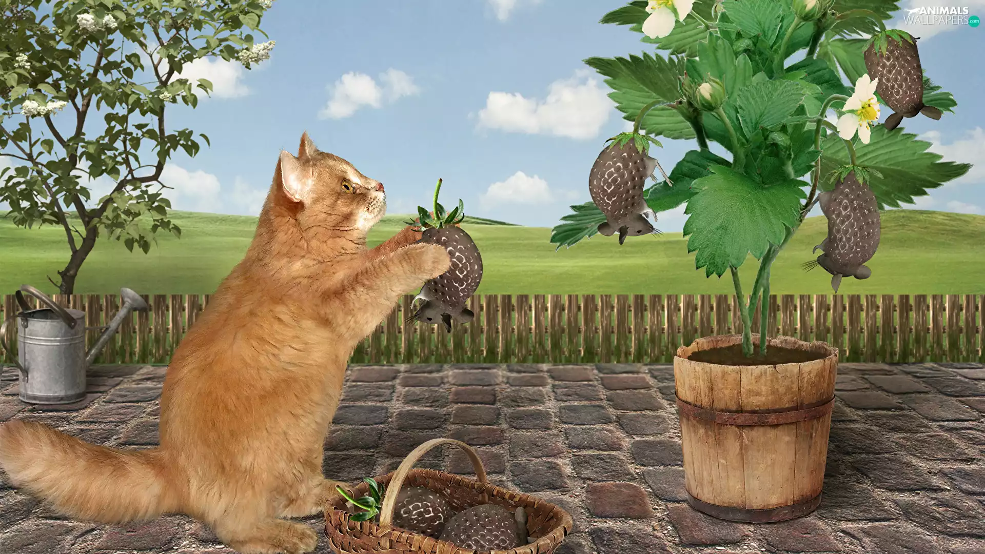 watering can, bowl, mouse, grass, Strawberry, cat, Fruits, 2D, fence, basket