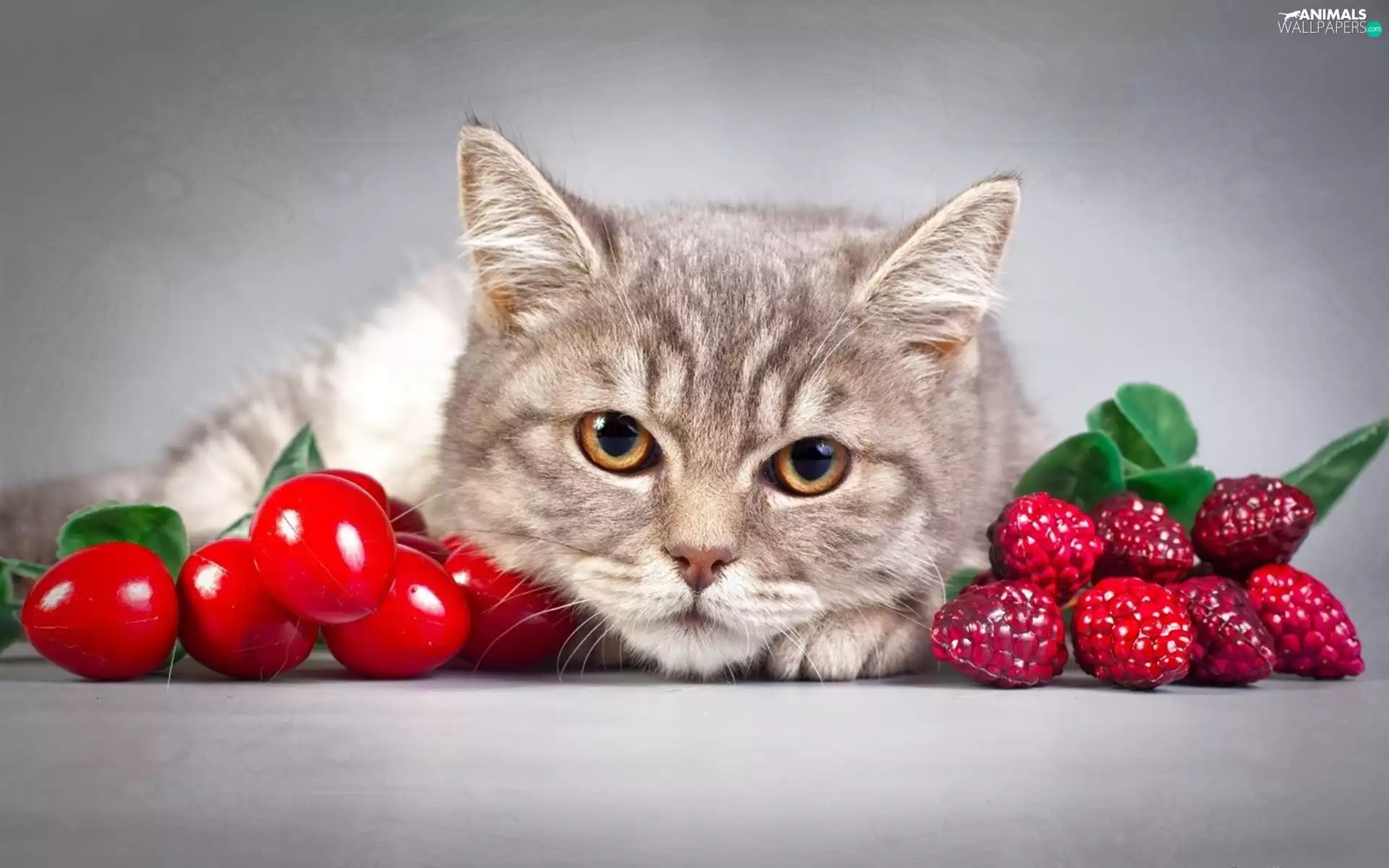 cat, Fruits