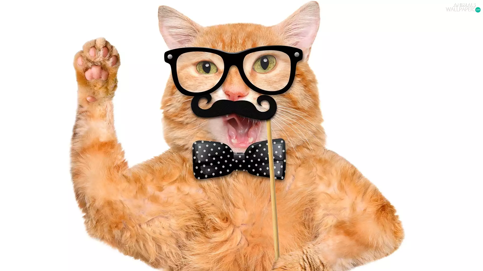 moustache, bow tie, cat, Glasses, Funny
