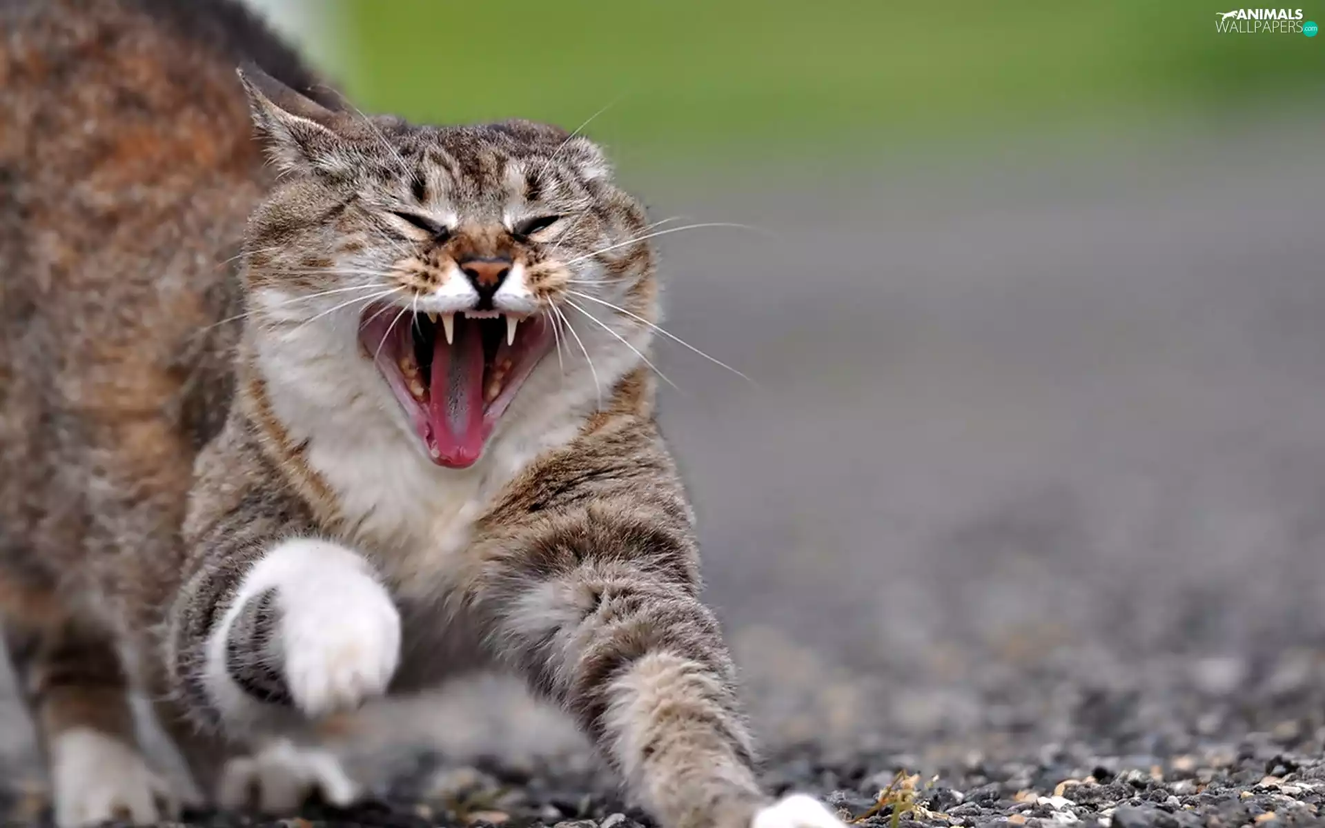 furious, canines, Tounge, cat