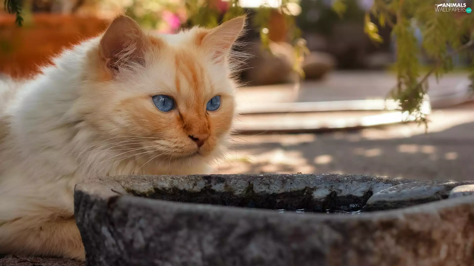 ginger, stone, bowl, cat