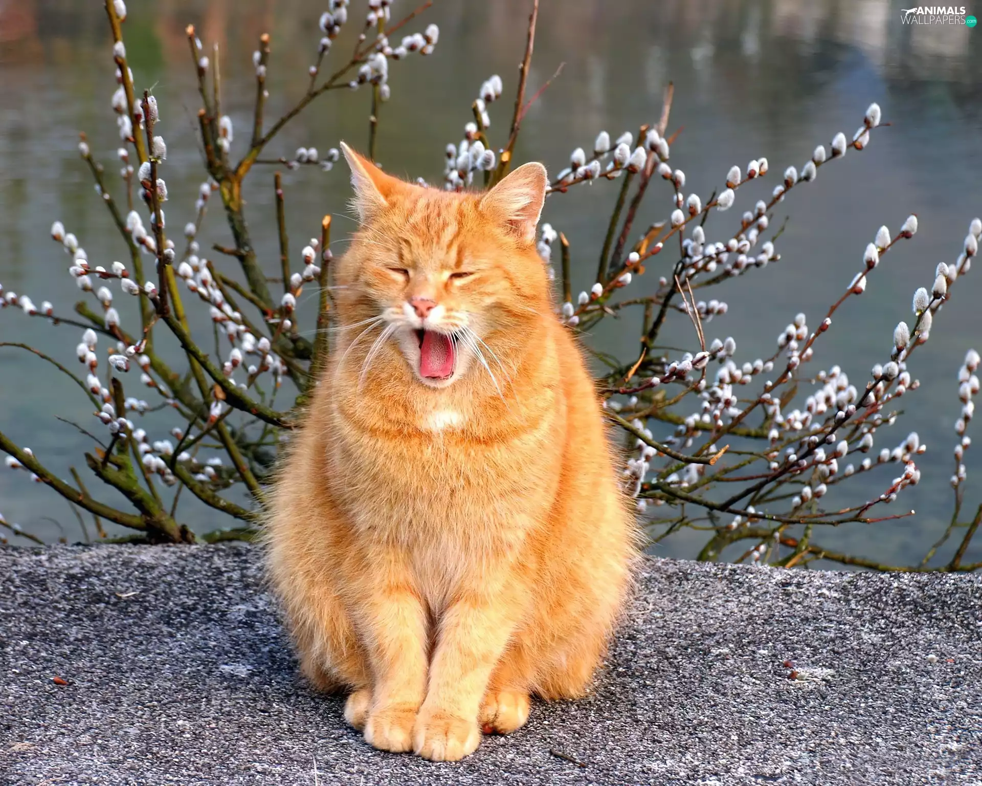 ginger, Willow, database, cat