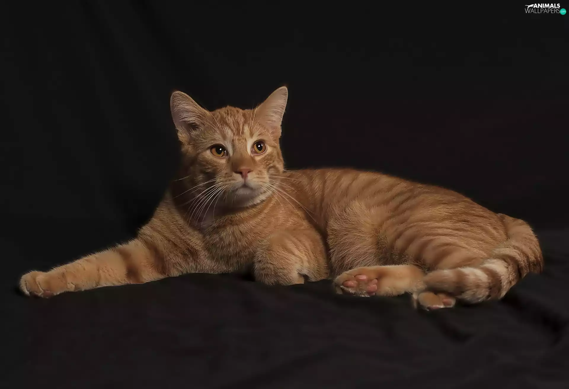 cat, dignified, ginger