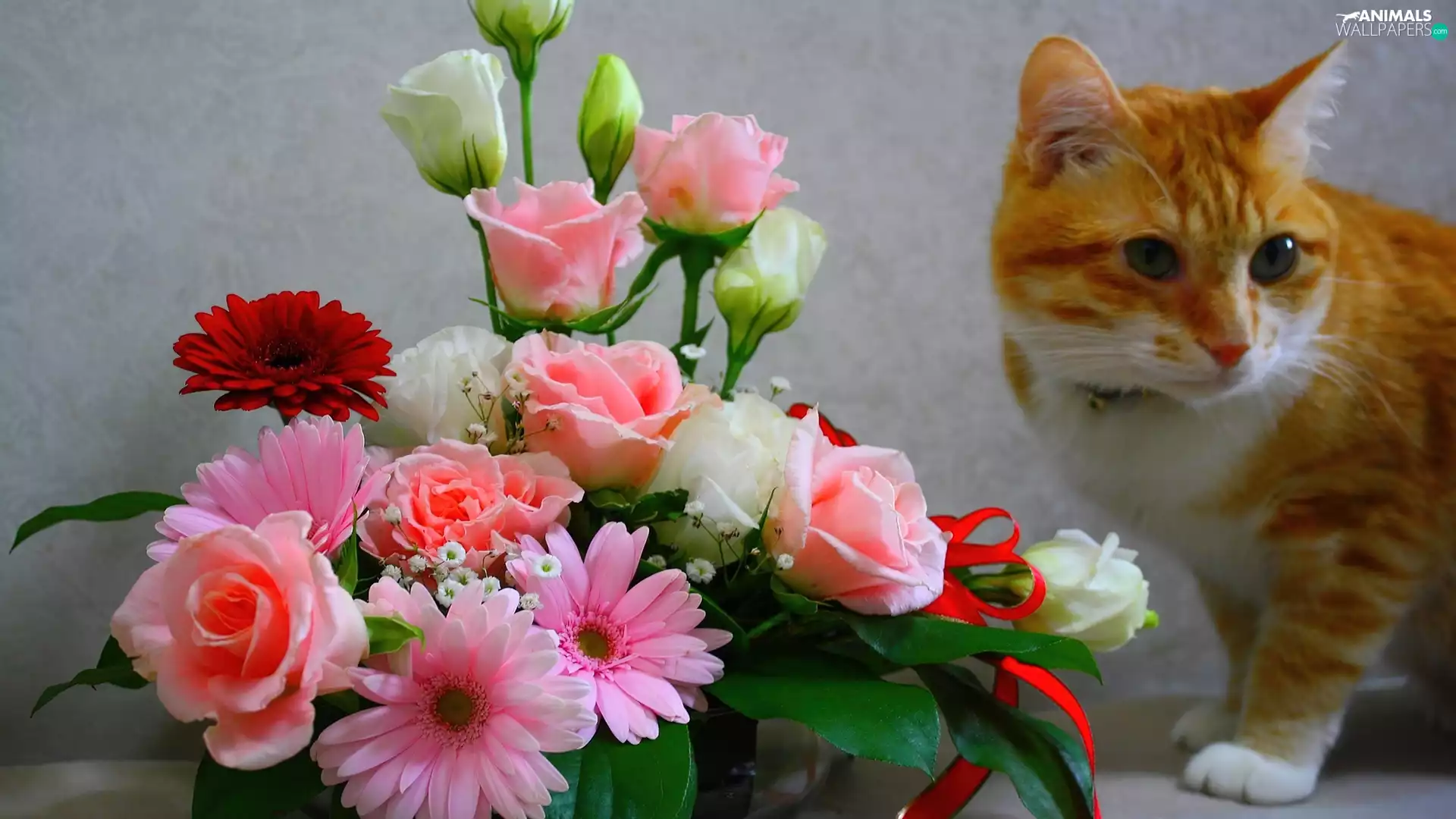ginger, bouquet, flowers, cat