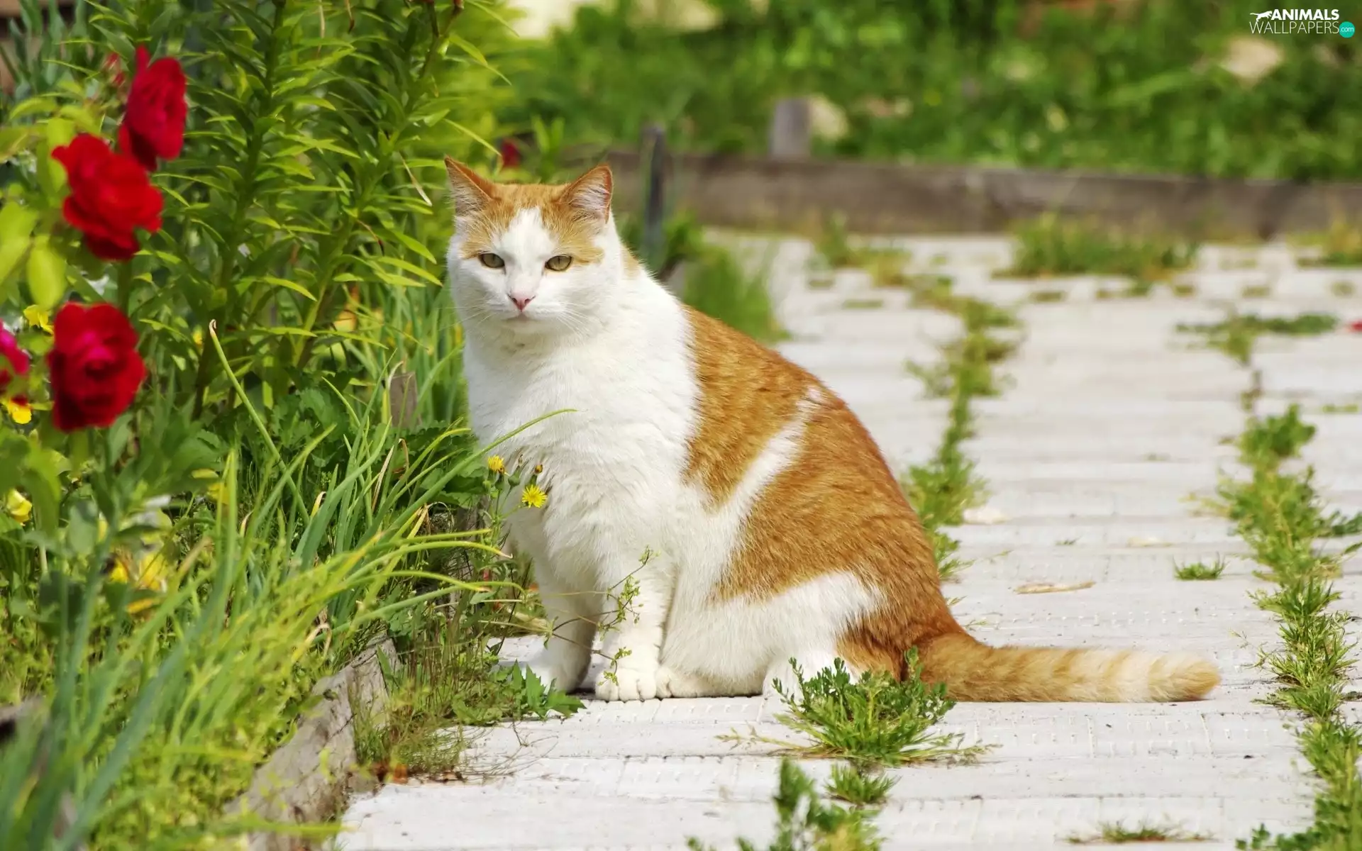 ginger, patch, Flowers, cat