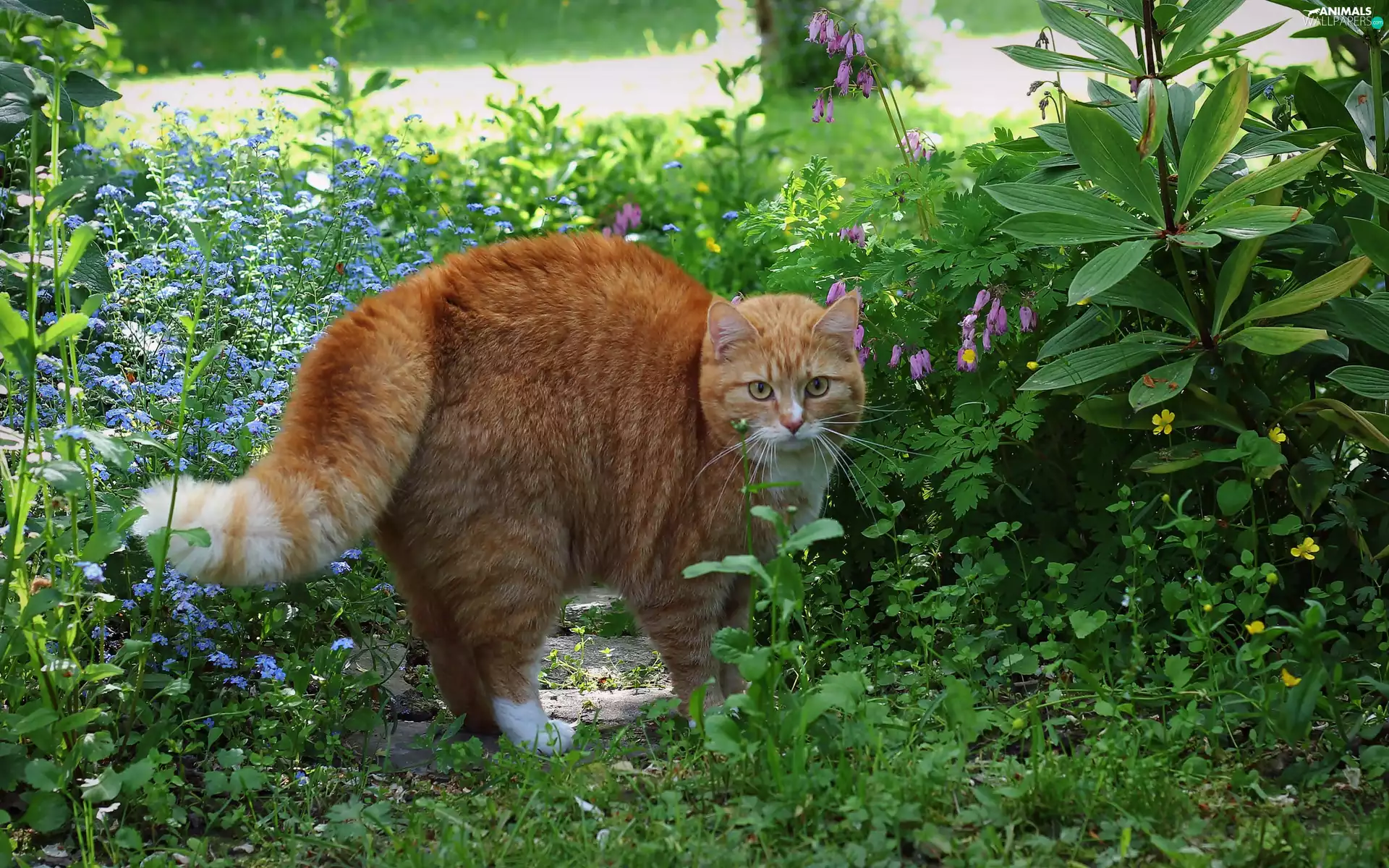 ginger, ##, garden, cat