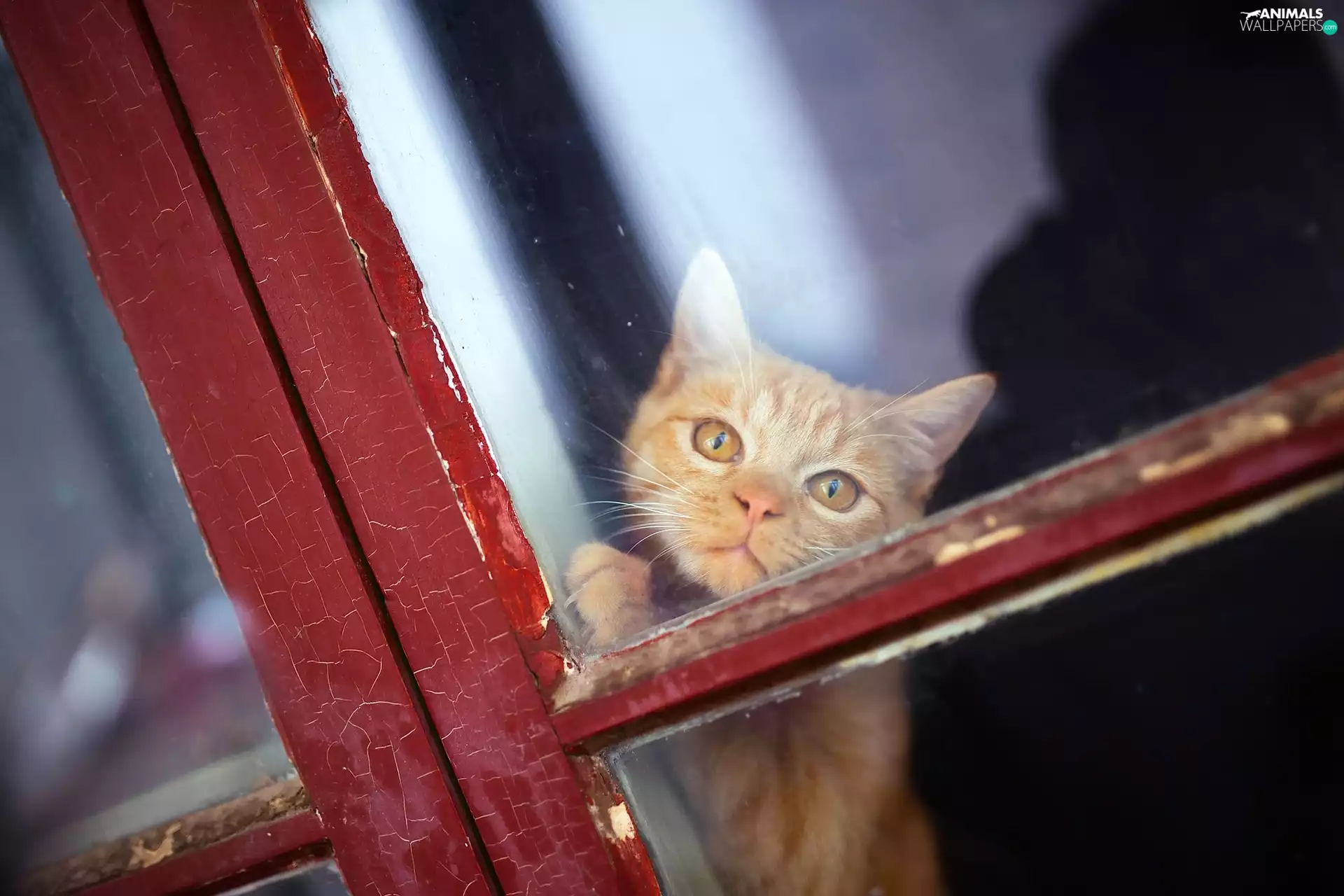 ginger, Window, Glass, cat