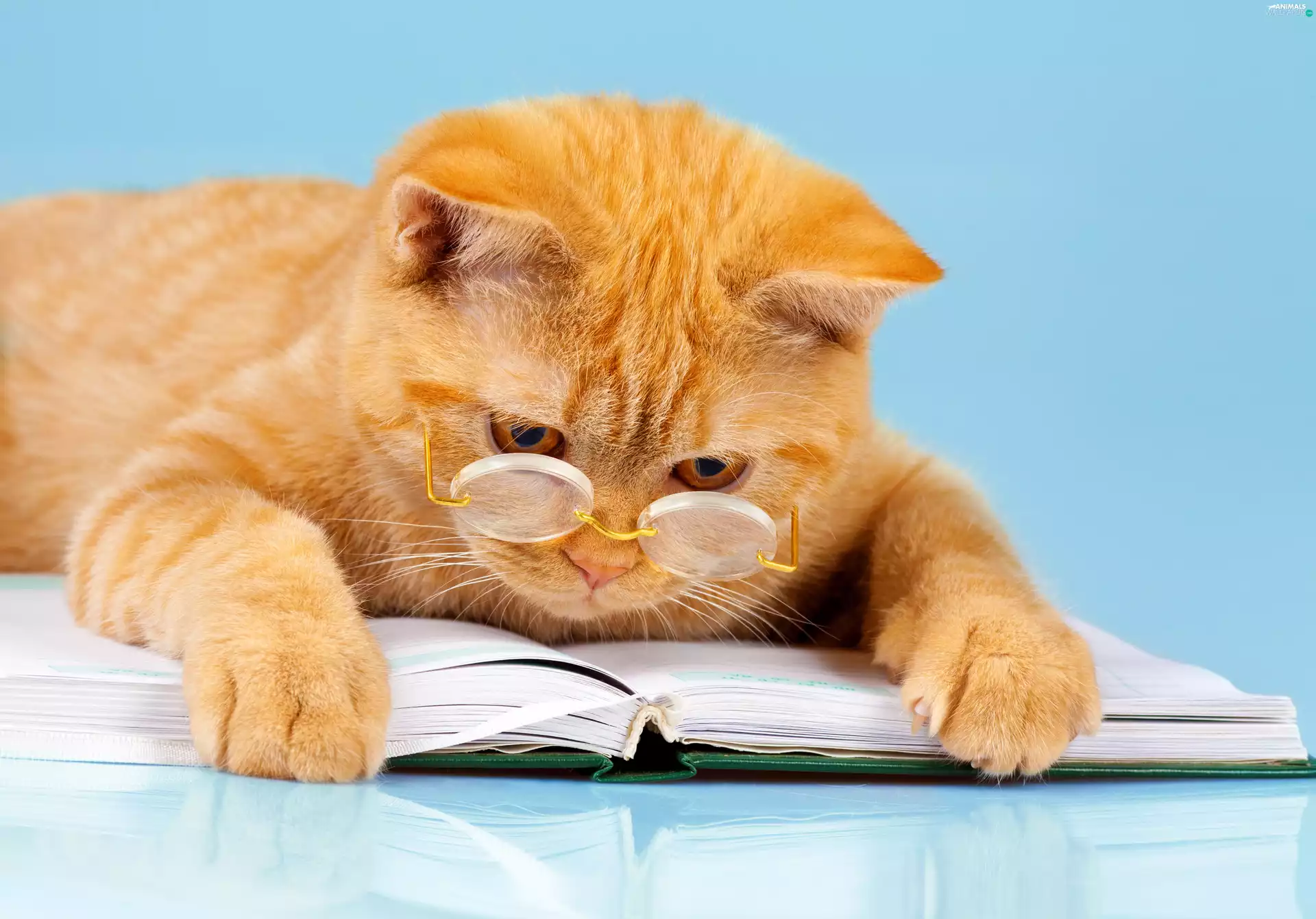 ginger, Book, Glasses, cat