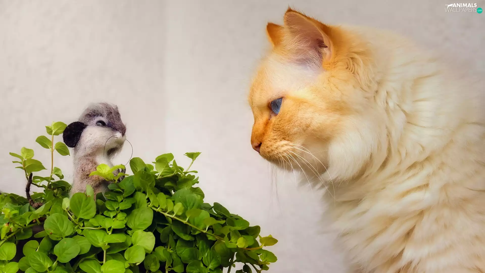 ginger, mouse, Leaf, cat