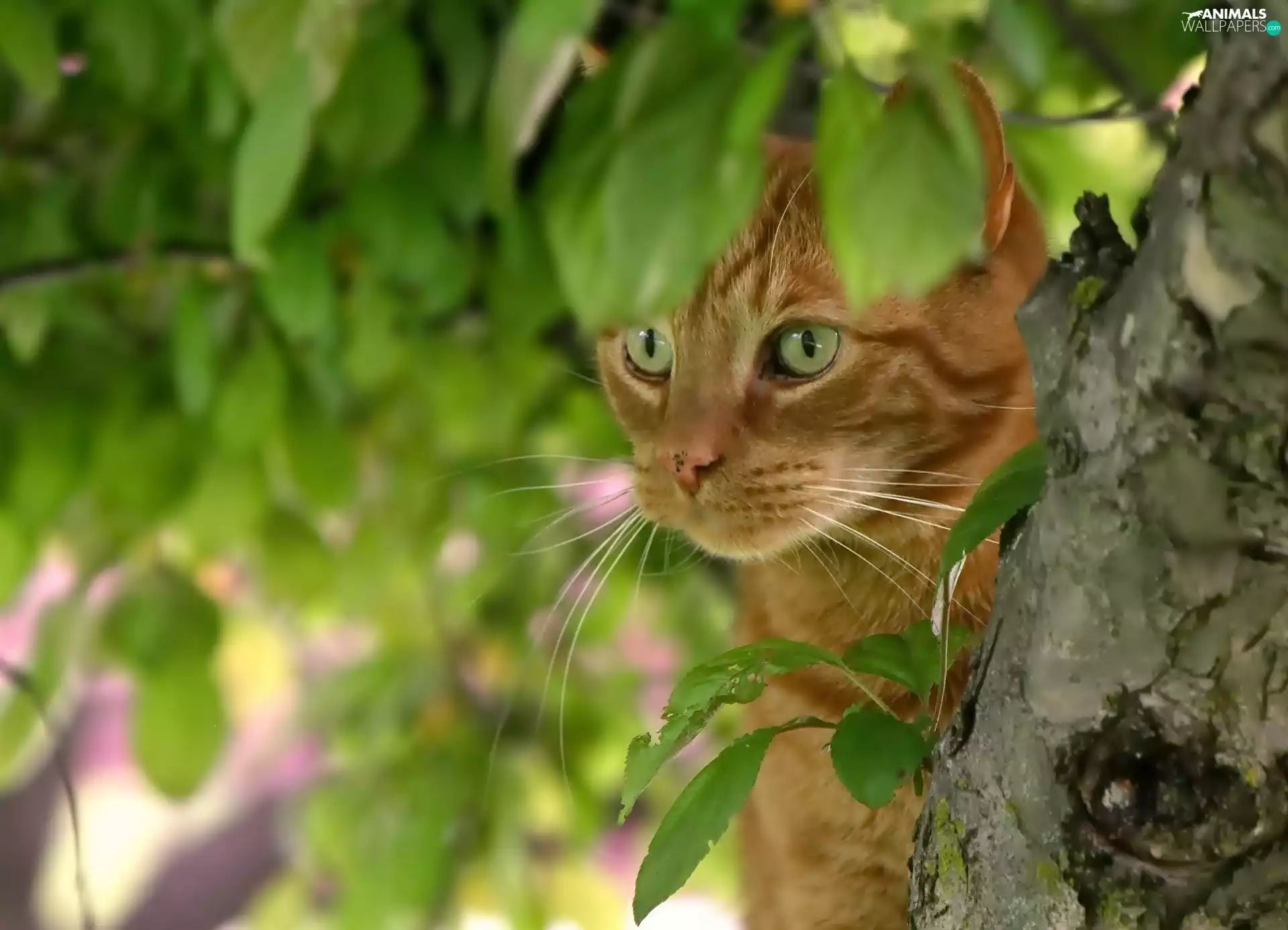 ginger, trees, leaves, cat
