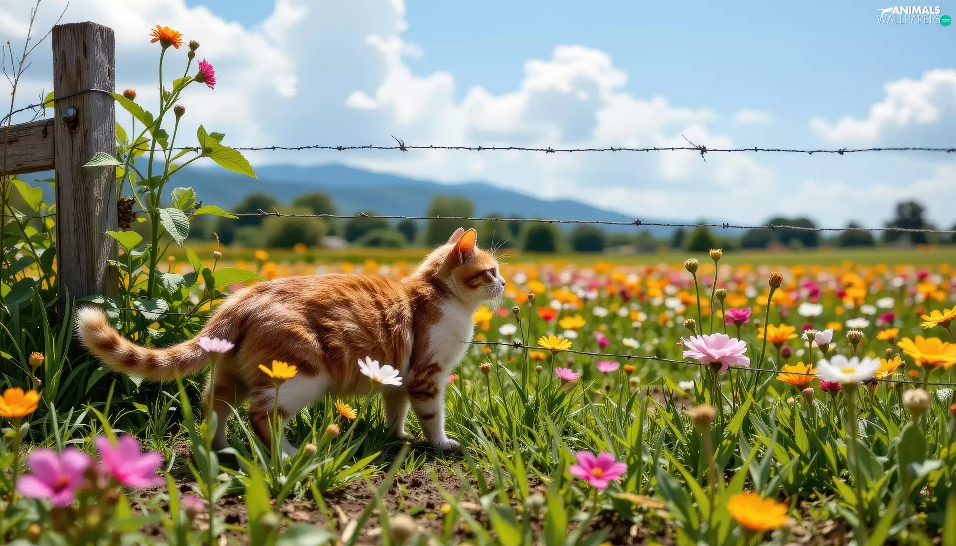 ginger, fence, Meadow, cat