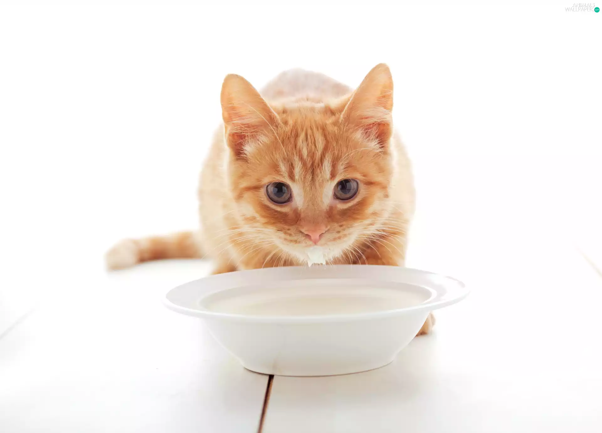 ginger, plate, milk, cat