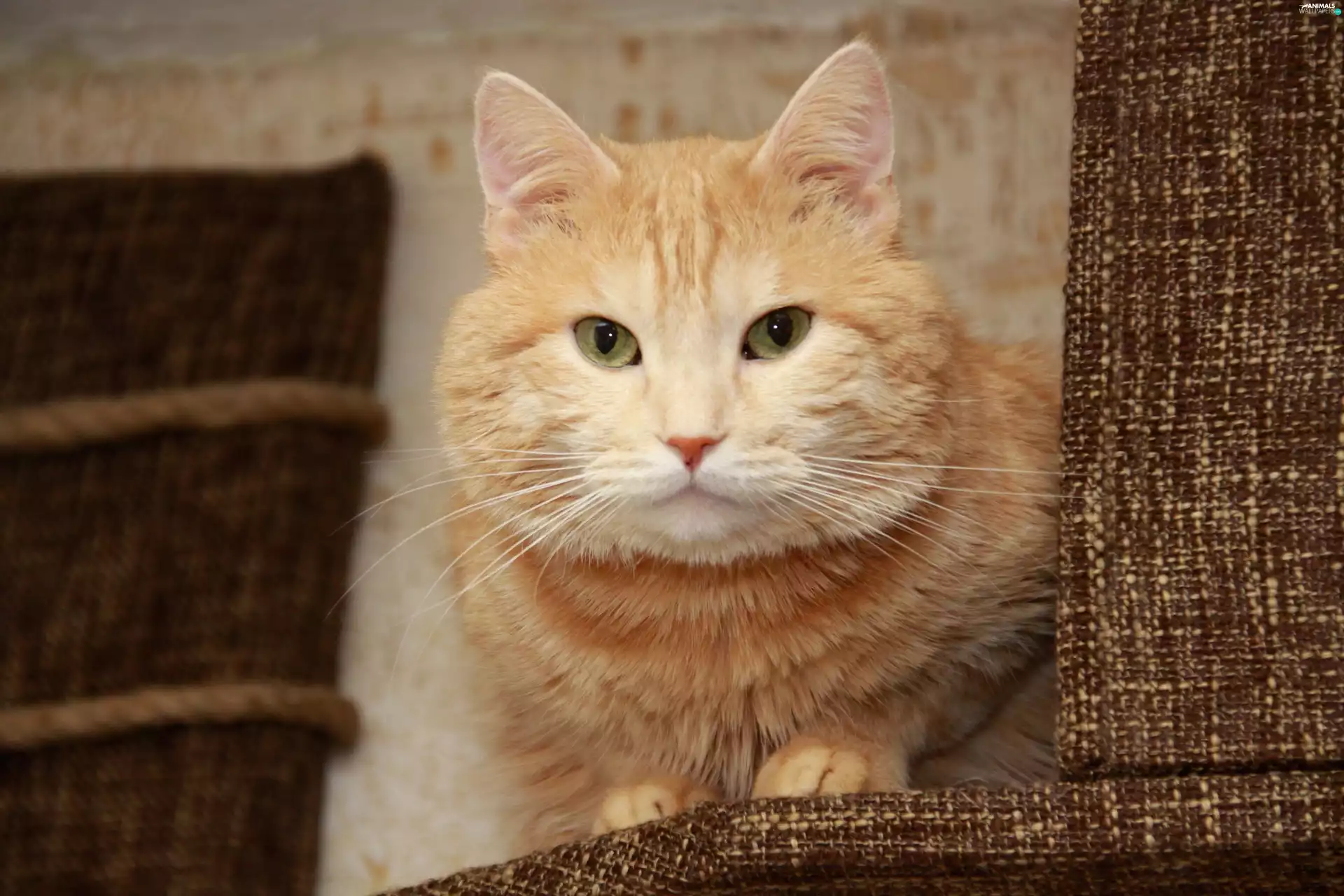 ginger, ears, moustache, cat