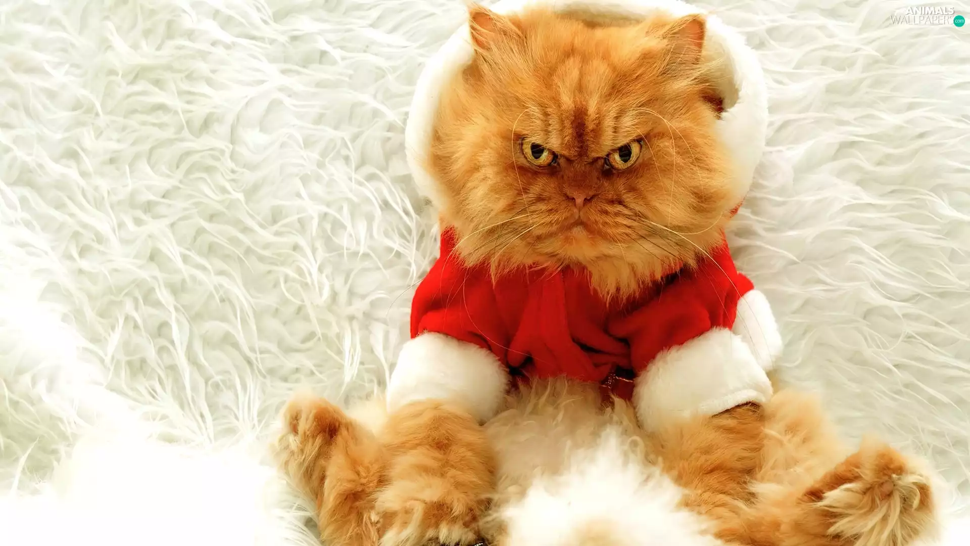 ginger, costume, Nicholas, cat