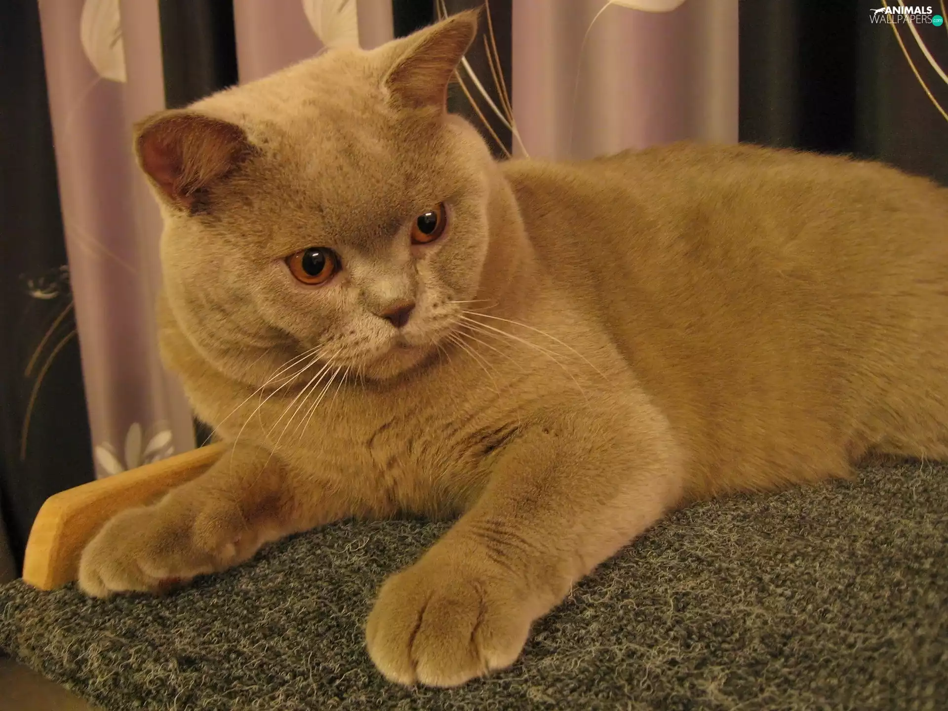 ginger, British, Shorthair, cat